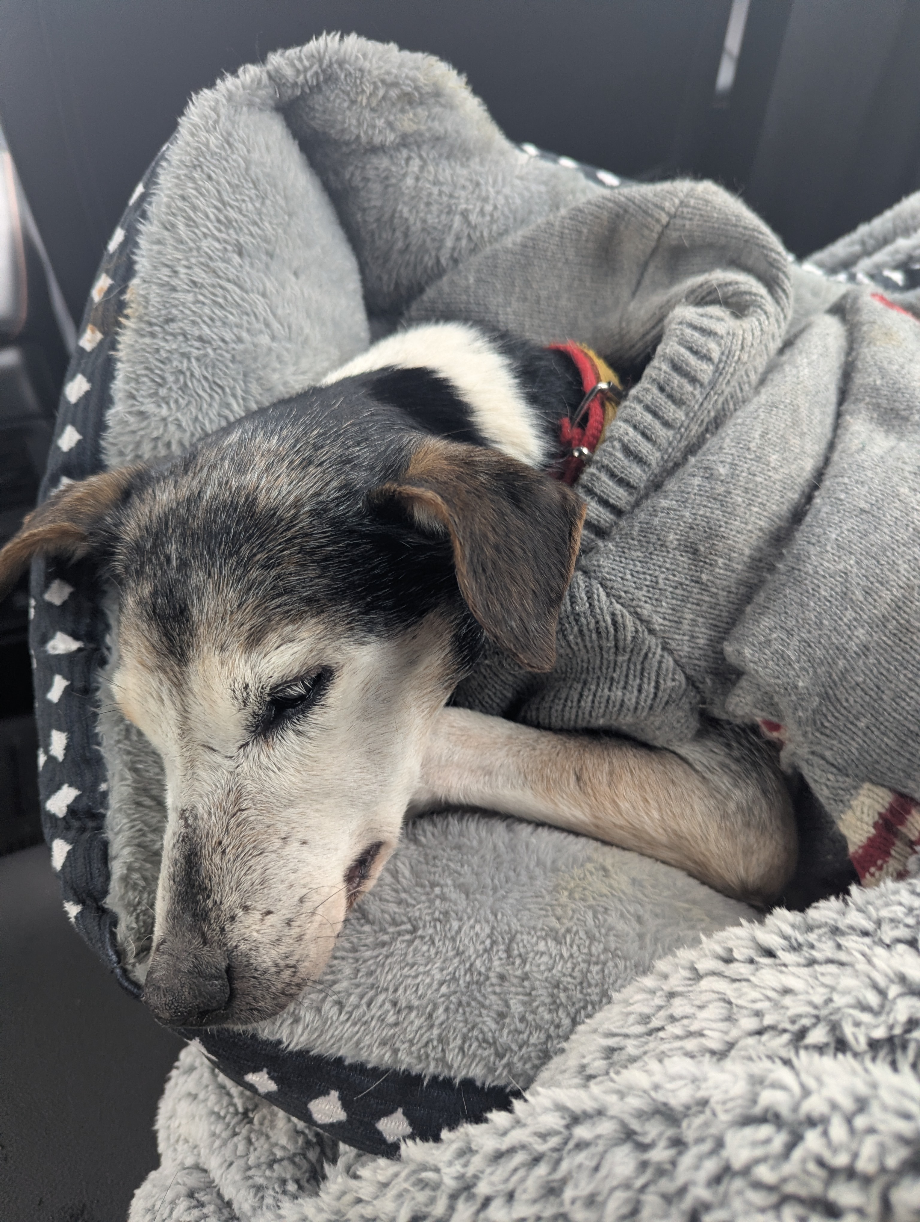 Roxy heartworm heart murmur warrior princess campaign photo, 4 of 6