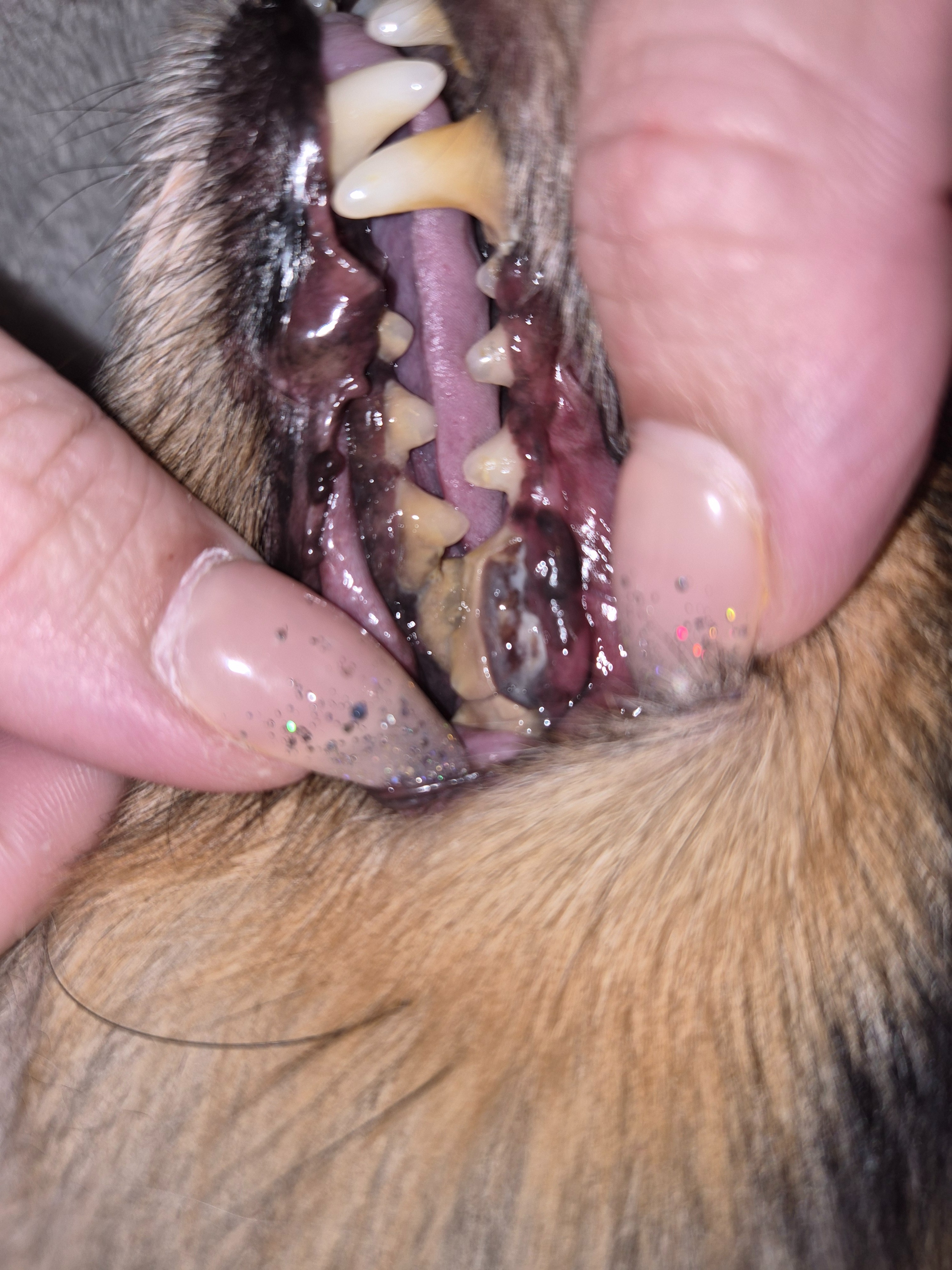 Help Harvey Get the Dental Care He Needs campaign photo, 2 of 4