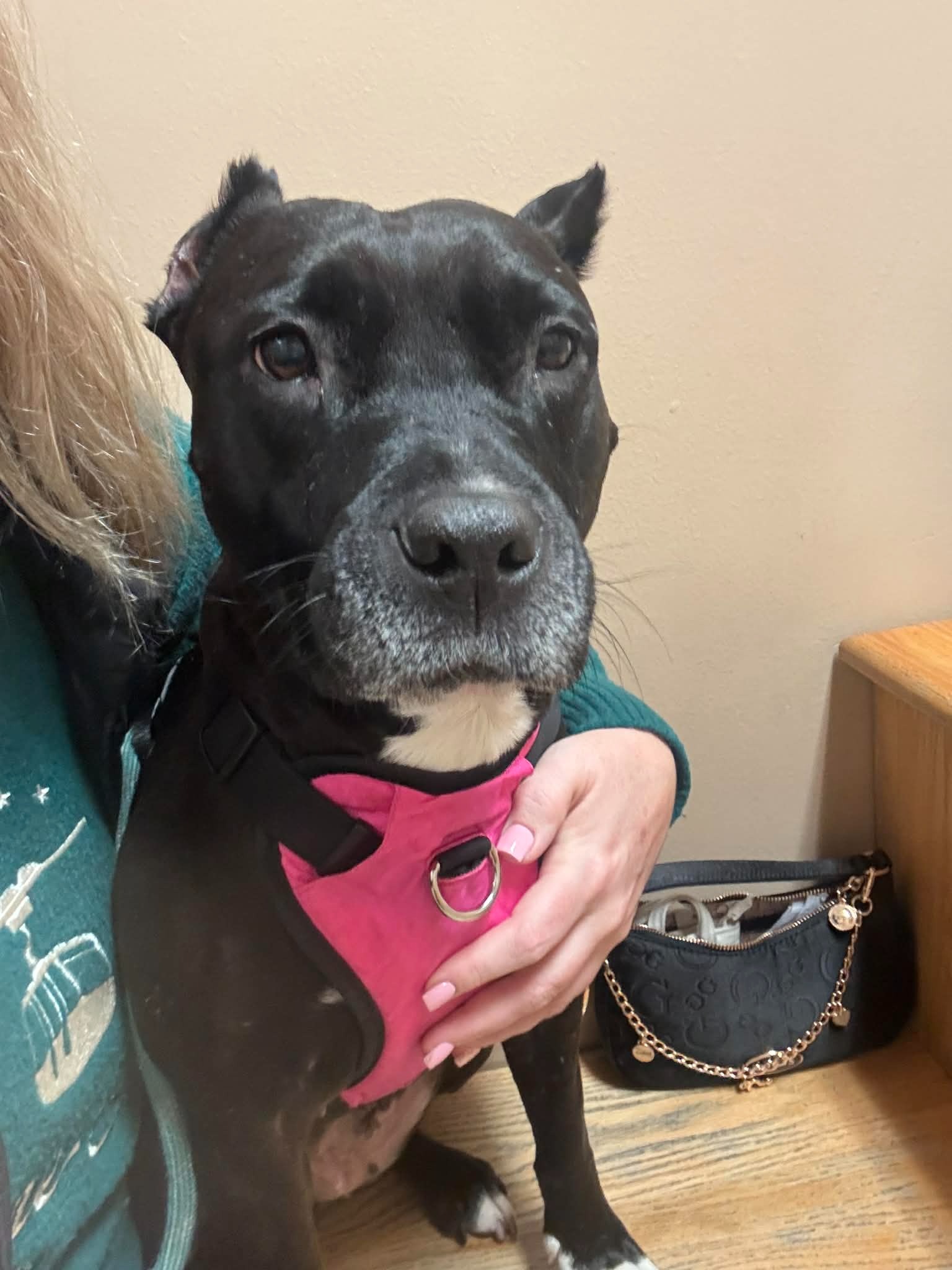 Help Ivy Recover from Emergency Surgery campaign photo, 7 of 8
