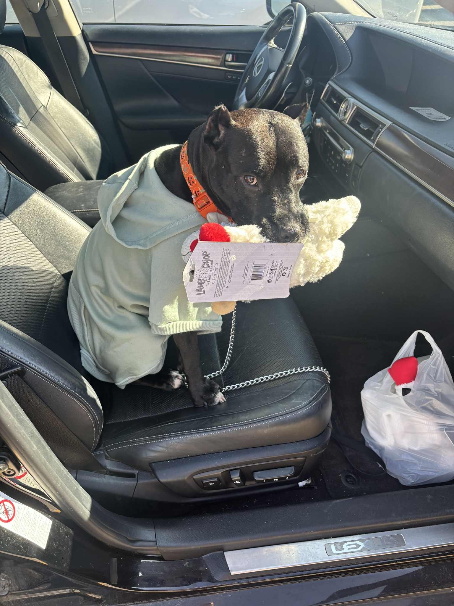 Help Ivy Recover from Emergency Surgery campaign photo, 2 of 8