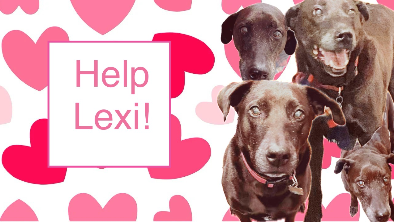 Help Lexi Get Surgery!  photo