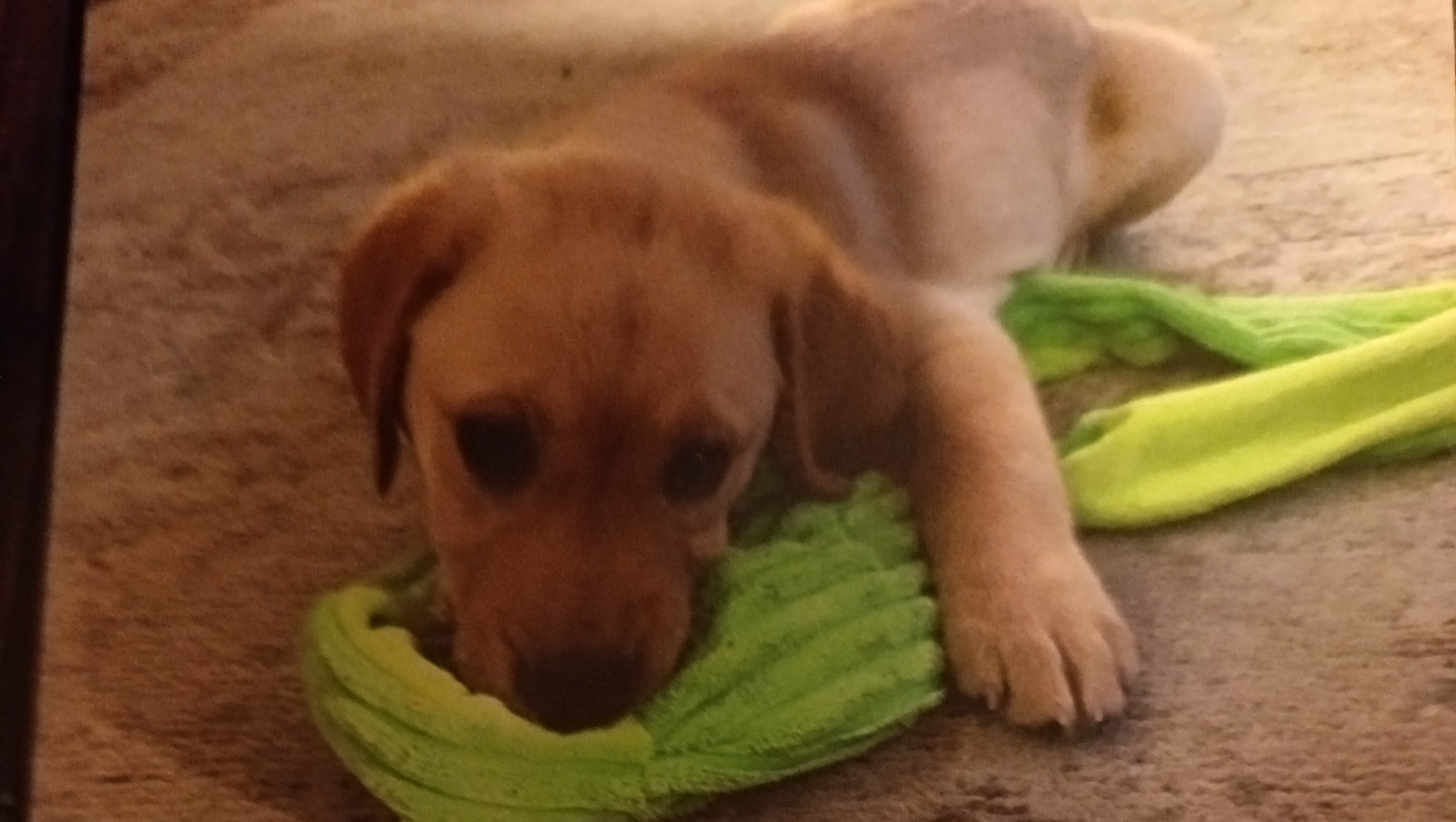 Nee help too feed dogs and cats photo