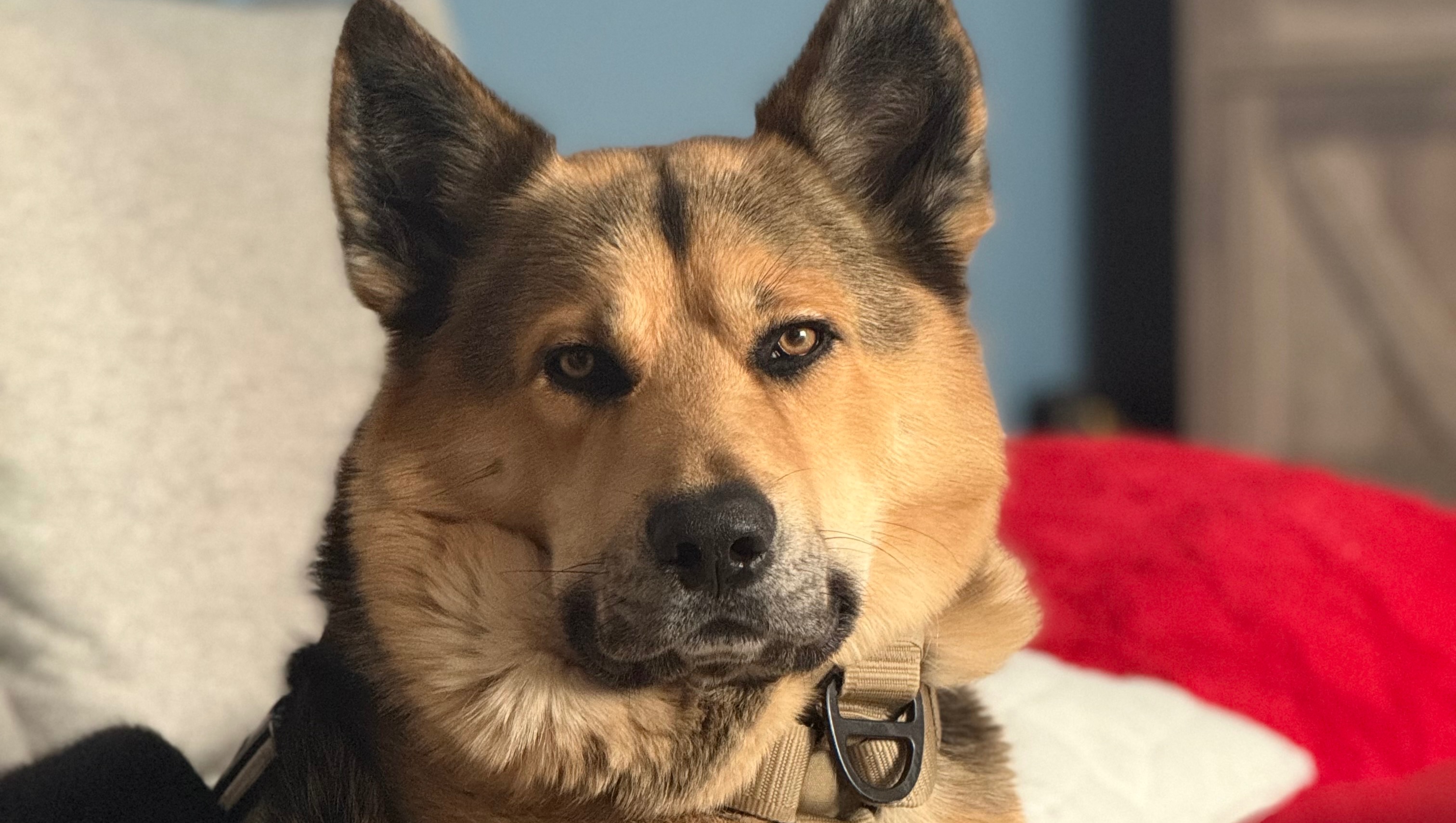 Help Adonis Heal: Urgent Surgery & Care