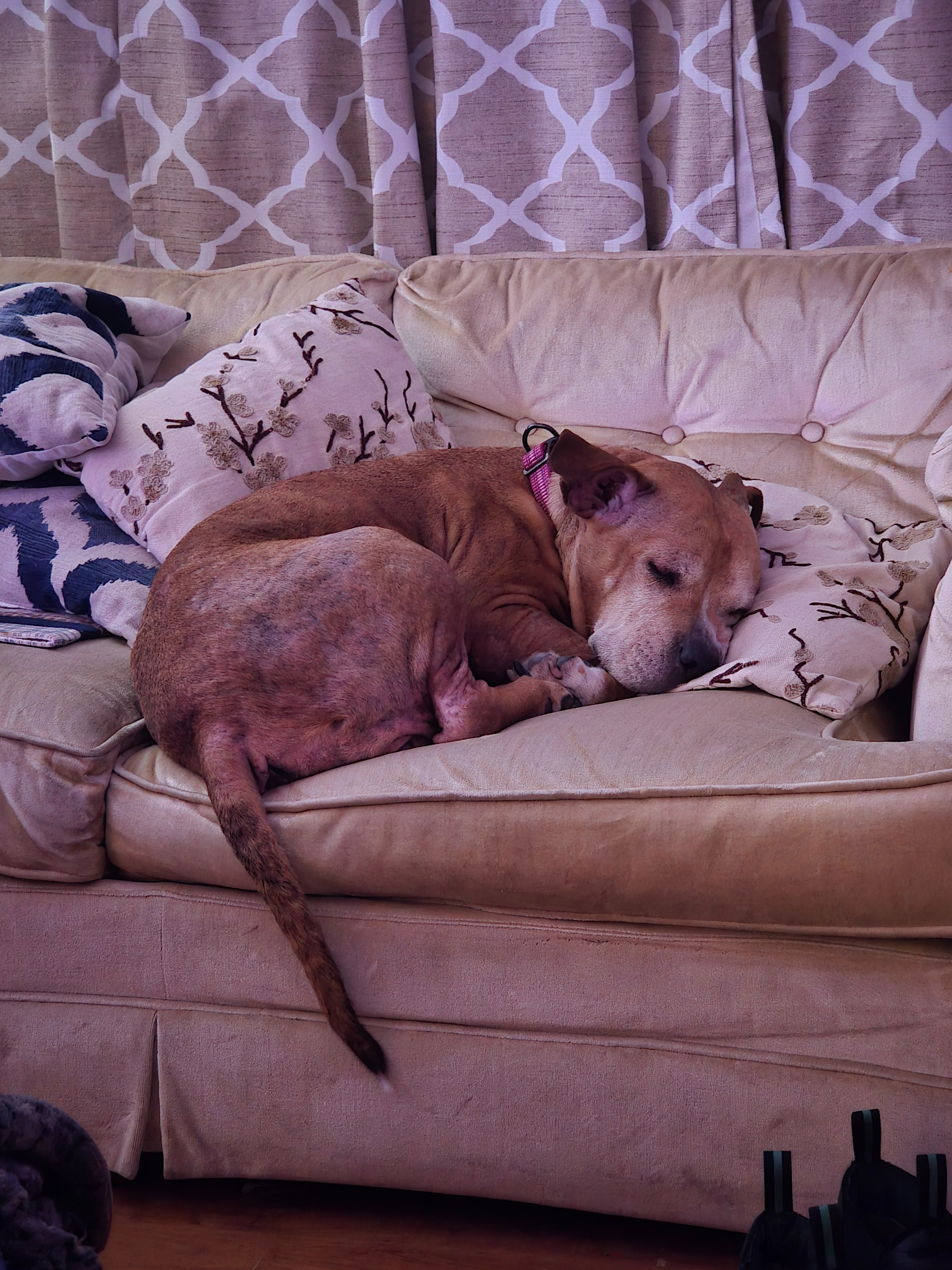 Support Ruby’s Vet Visit for Allergy Relief campaign photo, 7 of 8
