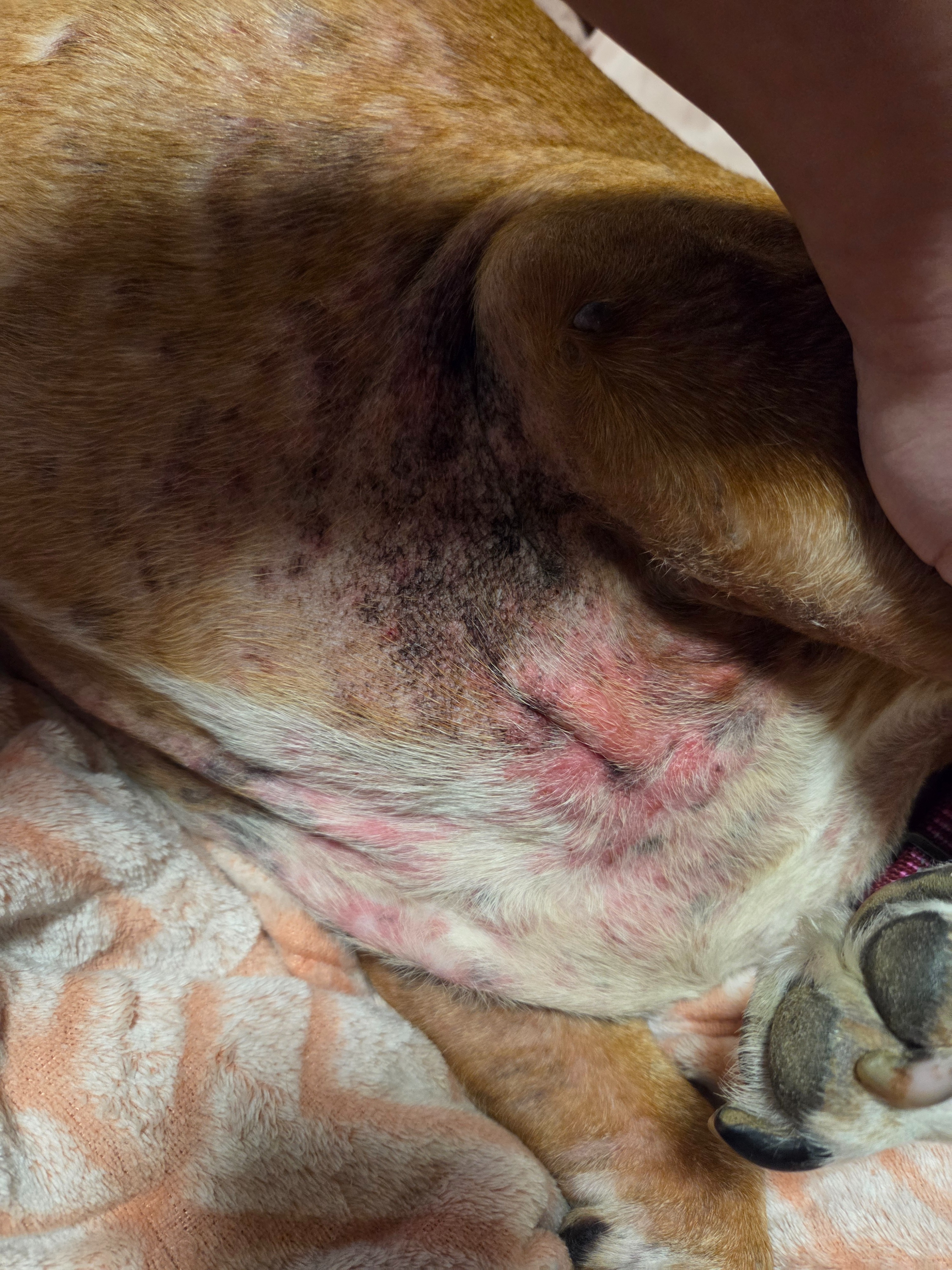 Support Ruby’s Vet Visit for Allergy Relief campaign photo, 2 of 8