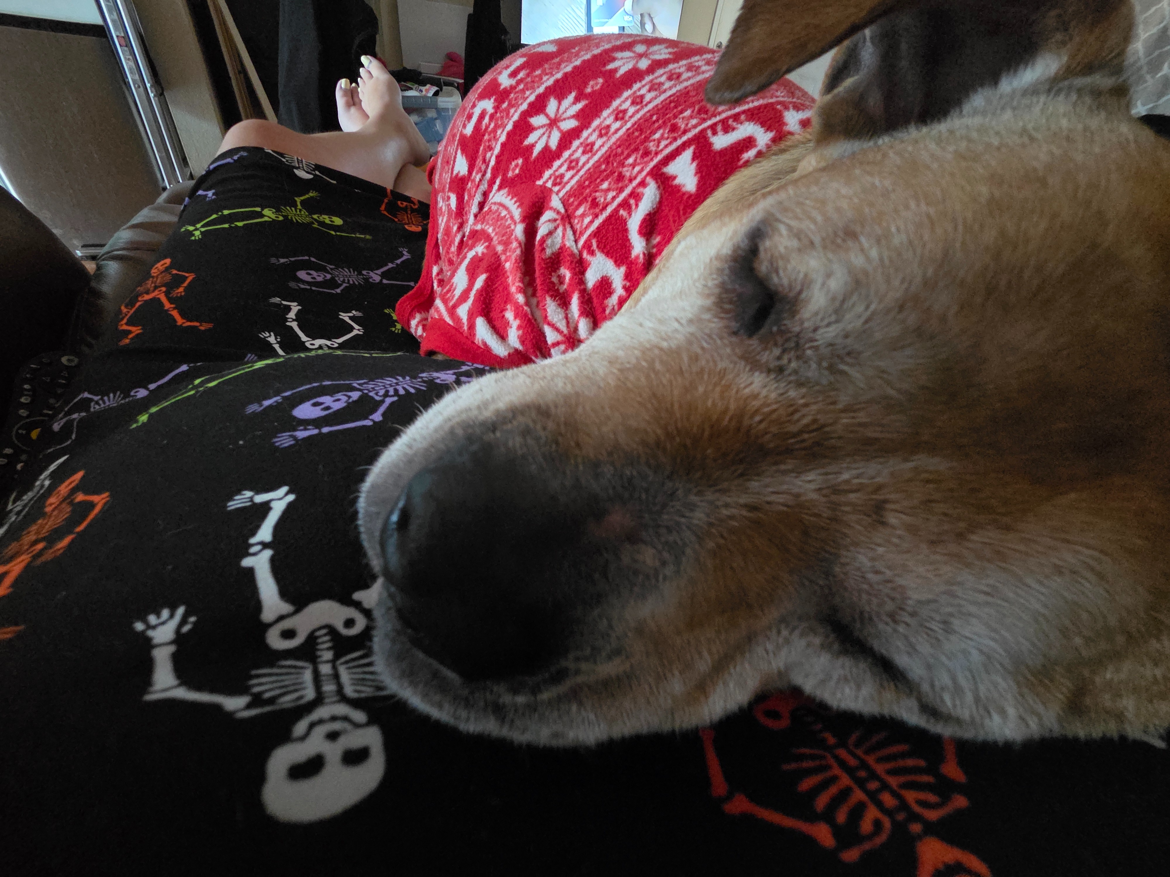 Support Ruby’s Vet Visit for Allergy Relief campaign photo, 4 of 8