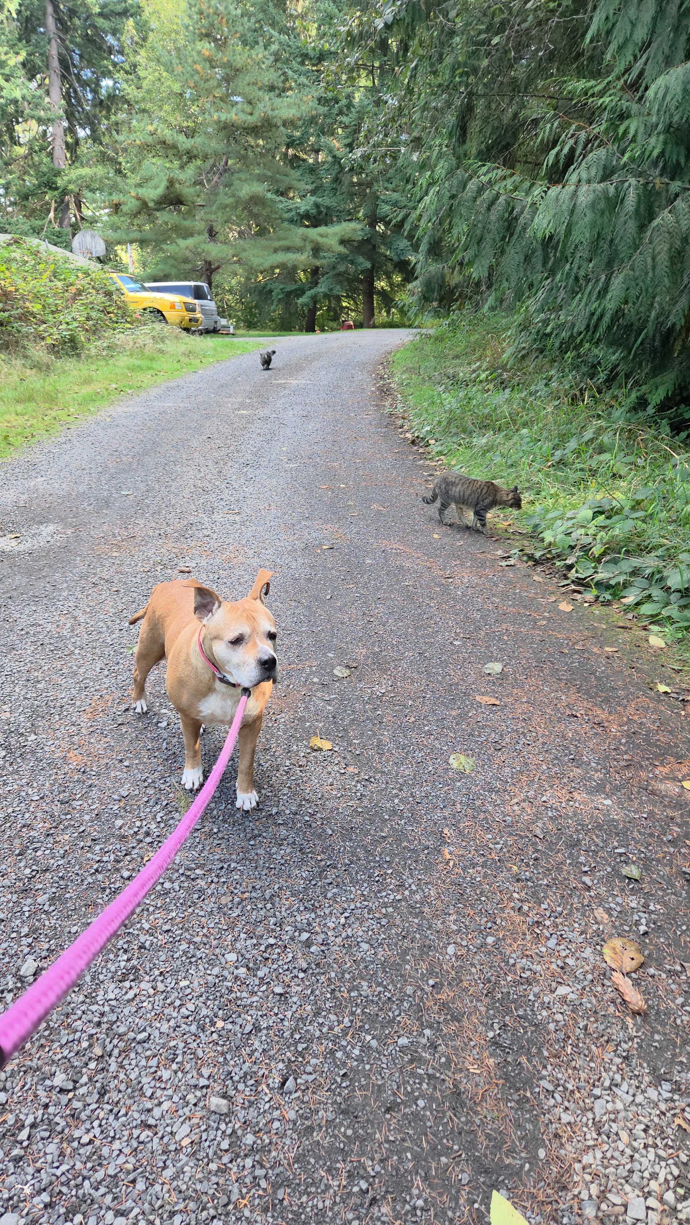 Support Ruby’s Vet Visit for Allergy Relief campaign photo, 6 of 8