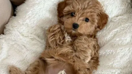 Support My Journey to Adopt a Loving Maltipoo photo