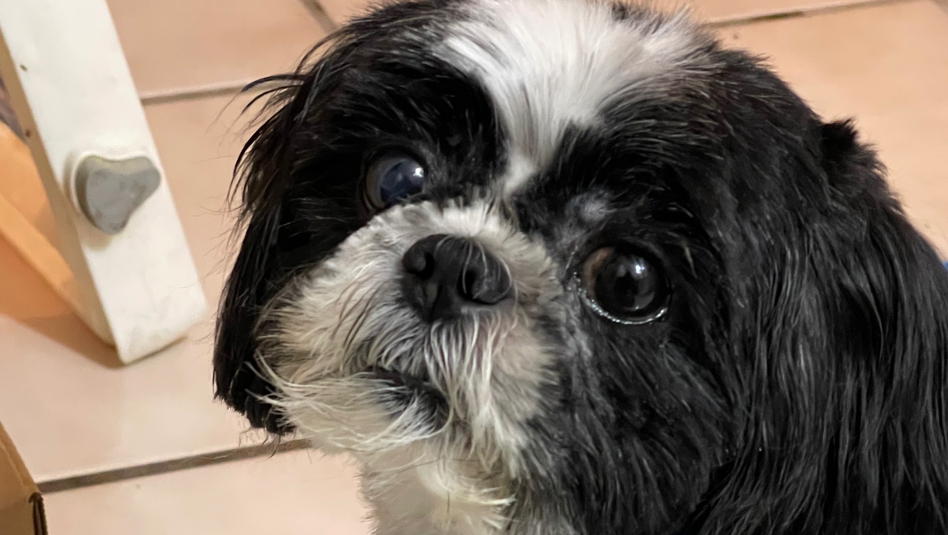 Help Oreo Get the Vet Care He Needs