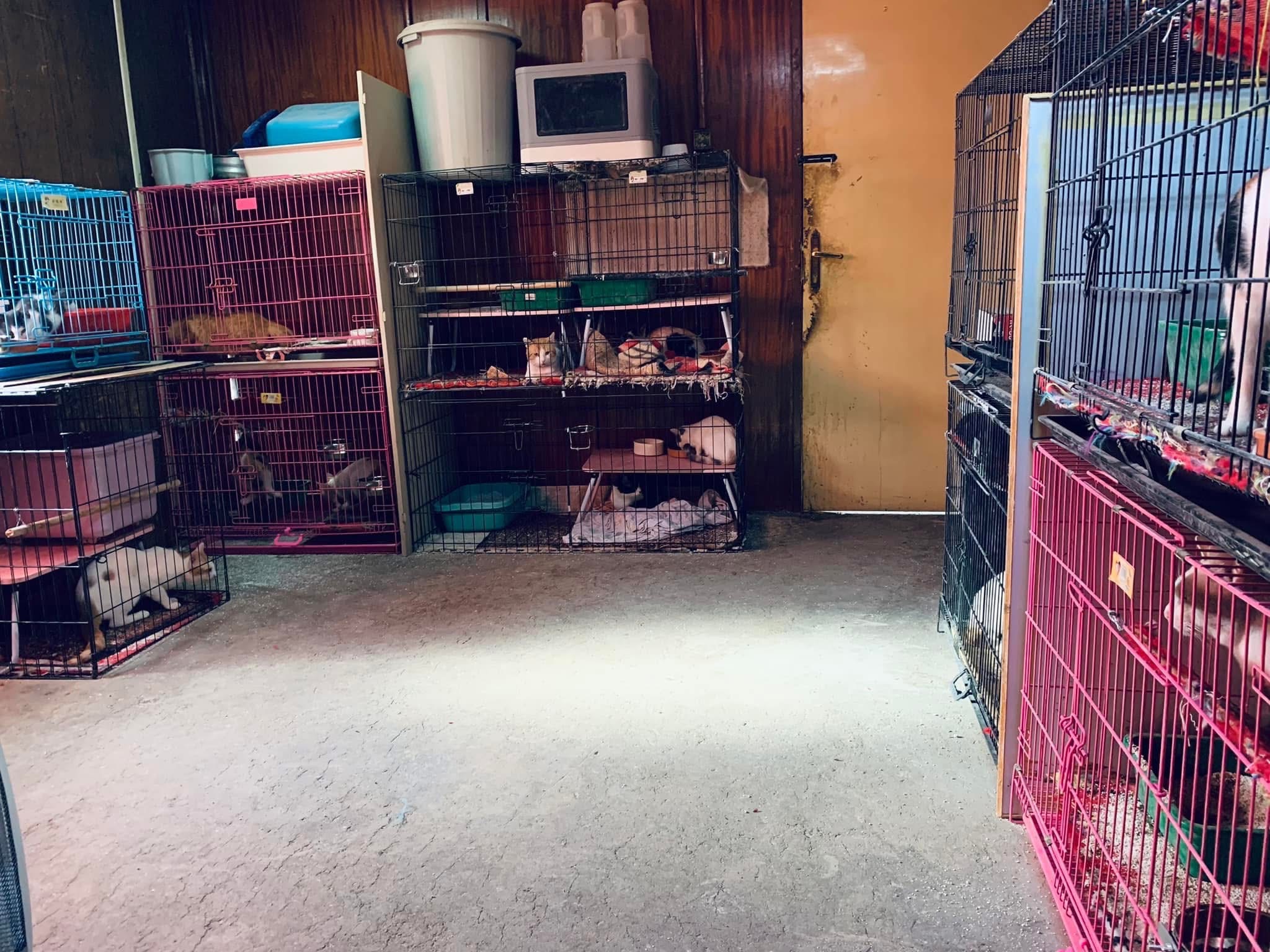 25RescuedCats herein KSA to bring them home to Philippines campaign photo, 7 of 8
