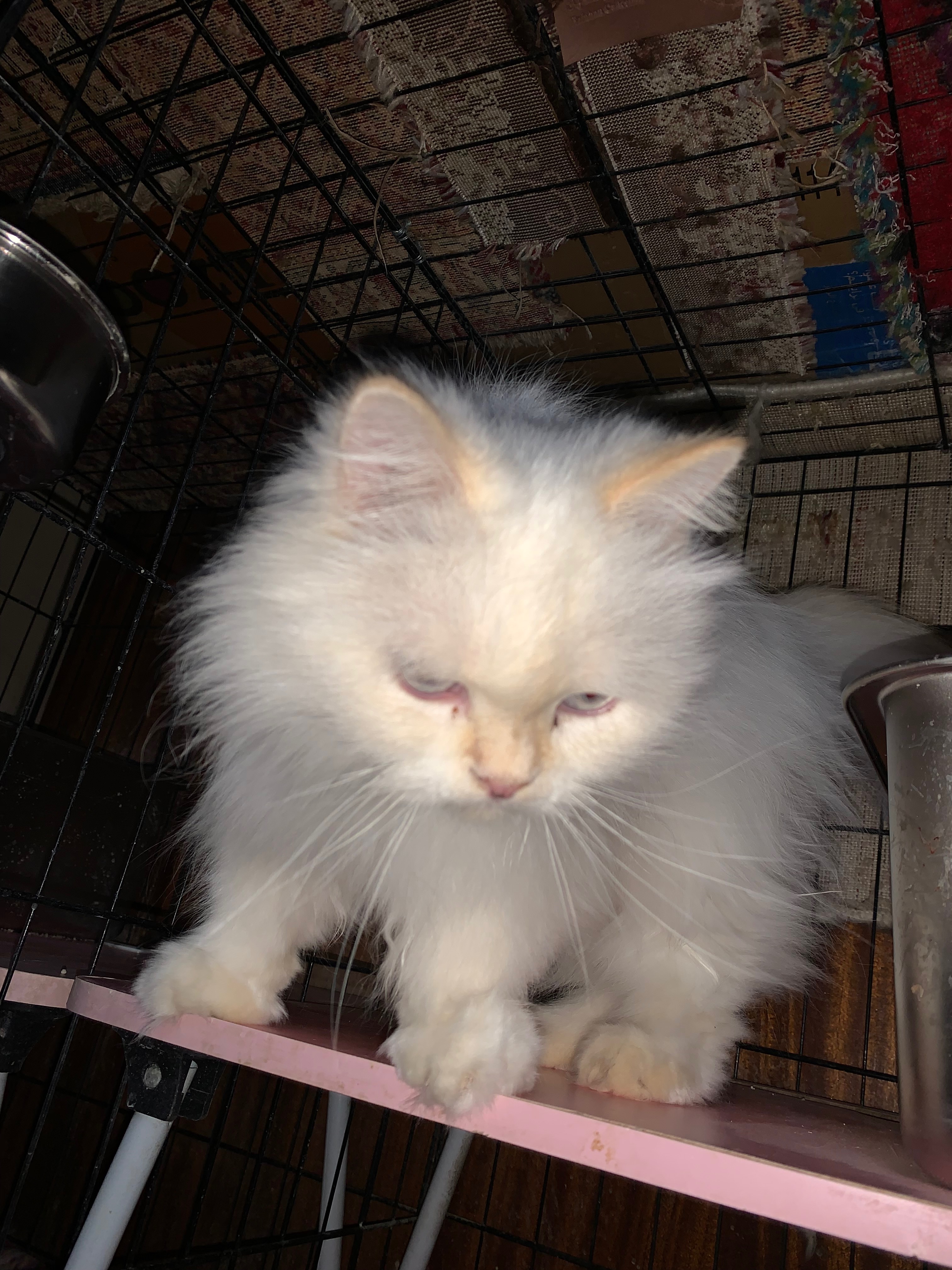 25RescuedCats herein KSA to bring them home to Philippines campaign photo, 2 of 8