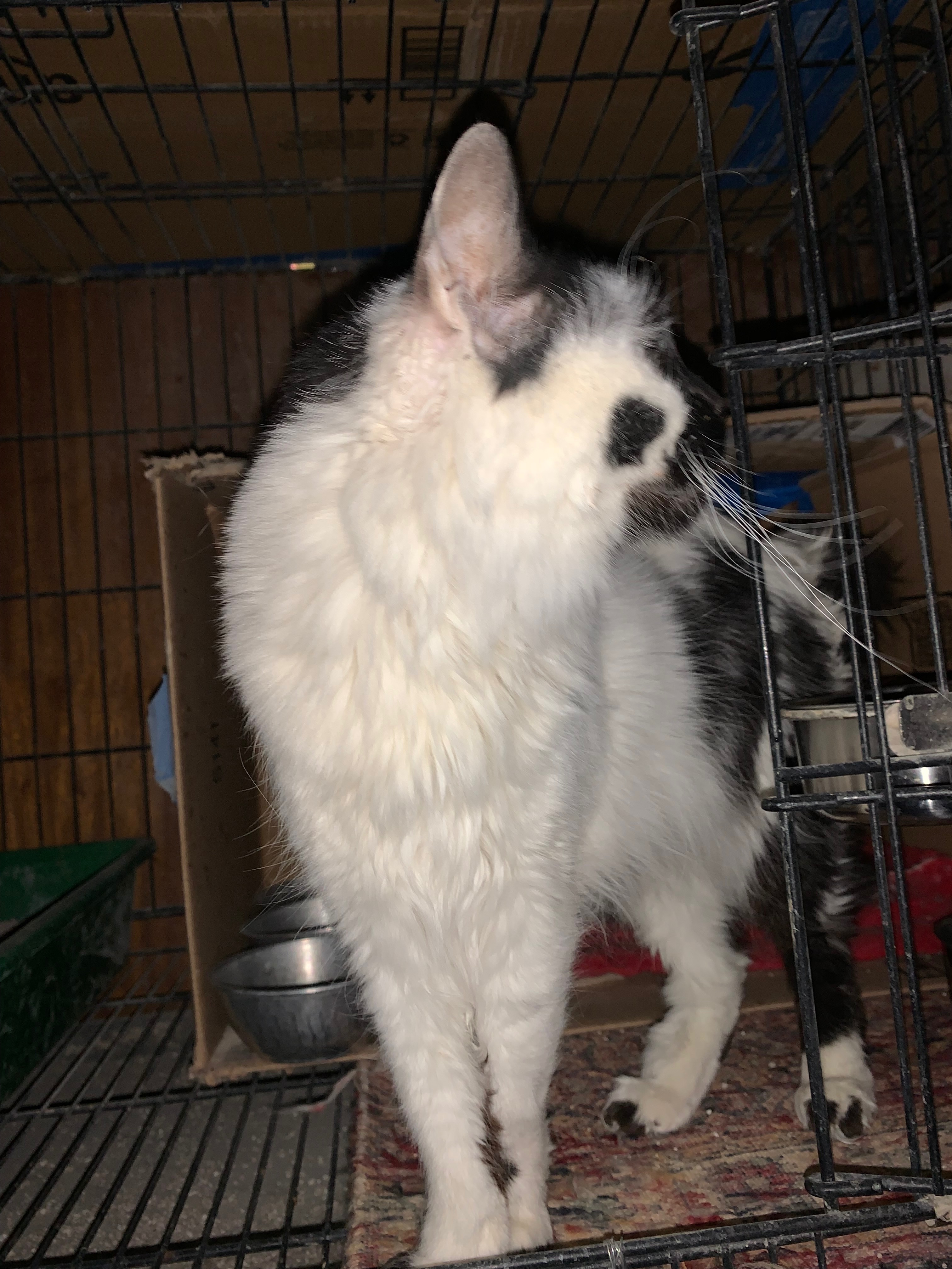 25RescuedCats herein KSA to bring them home to Philippines campaign photo, 4 of 8