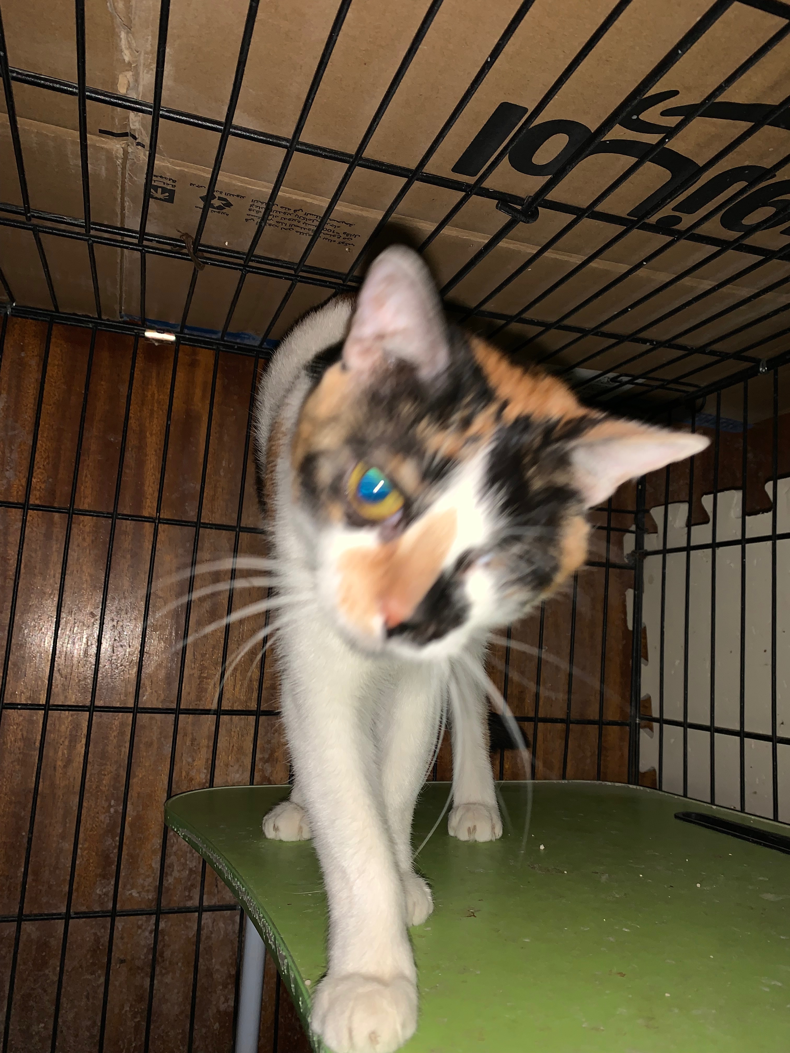 25RescuedCats herein KSA to bring them home to Philippines campaign photo, 5 of 8