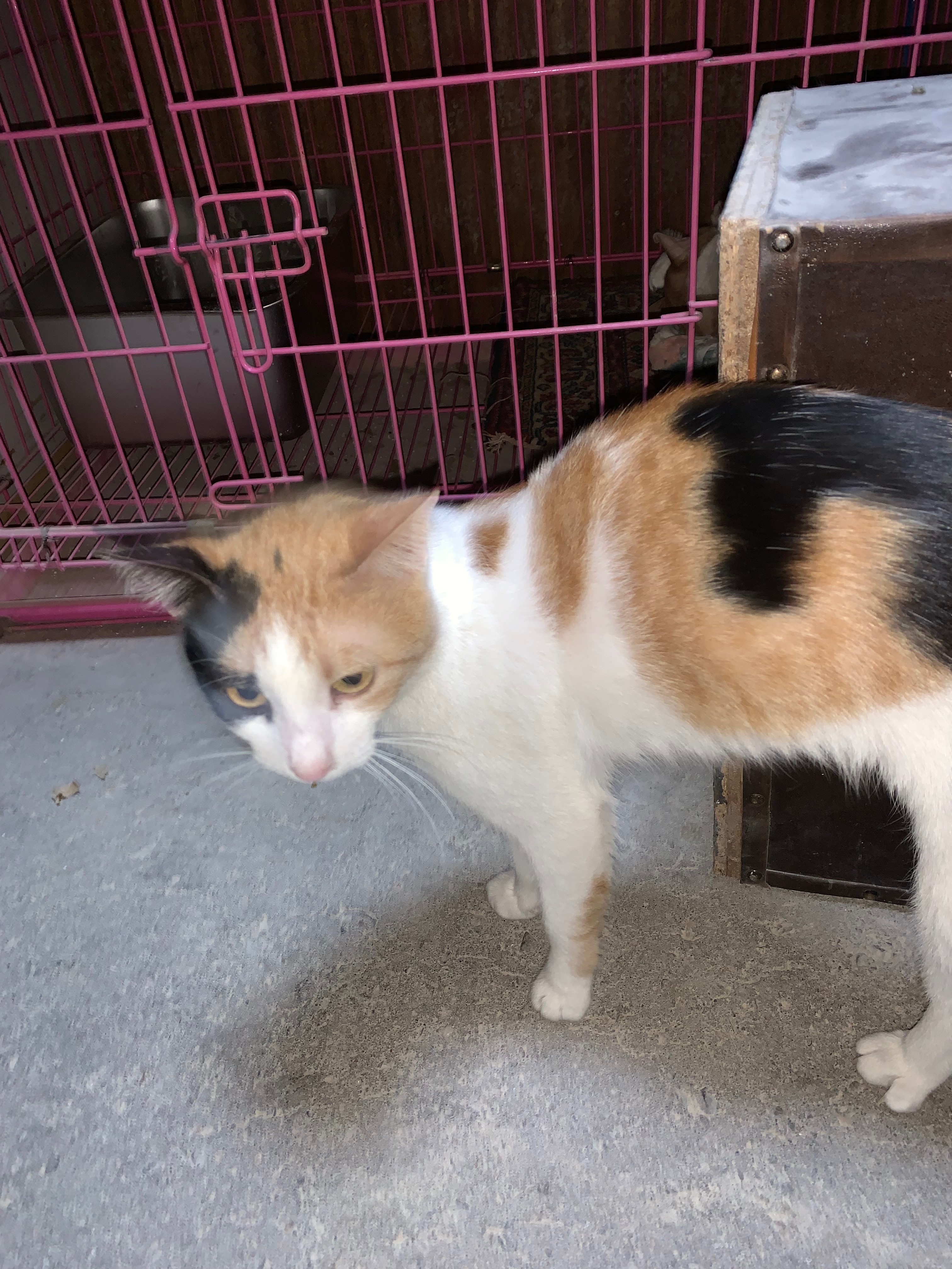 25RescuedCats herein KSA to bring them home to Philippines campaign photo, 6 of 8
