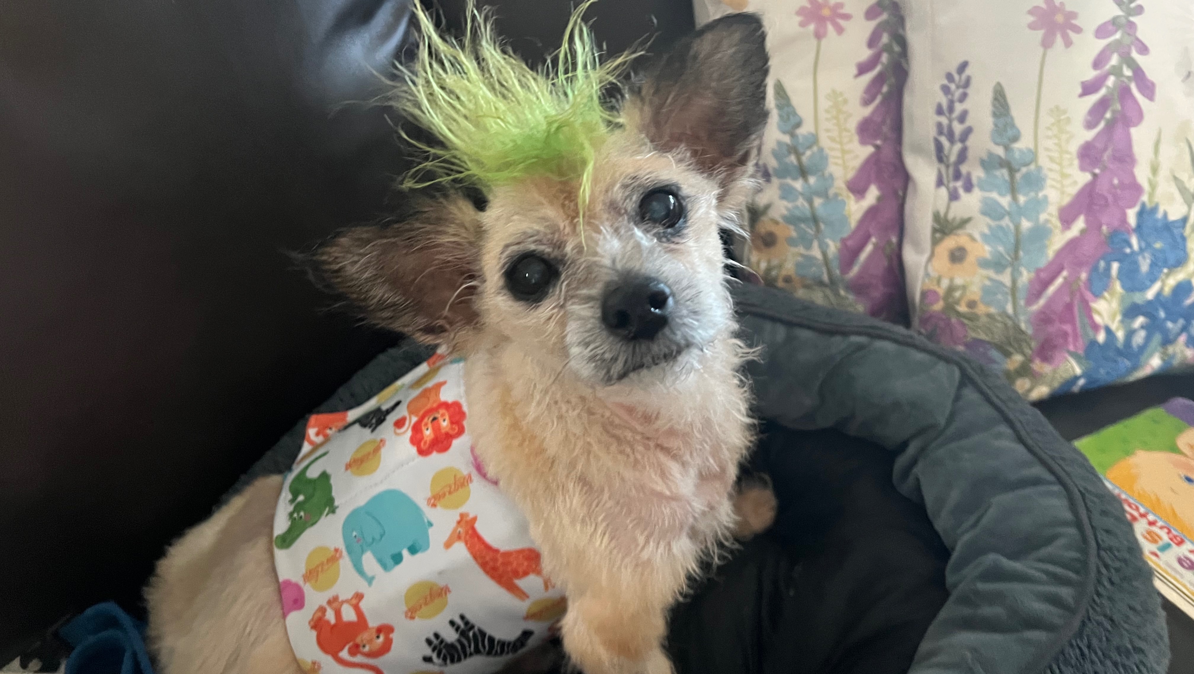 Help My Service Dog Get Life-Saving Surgery photo