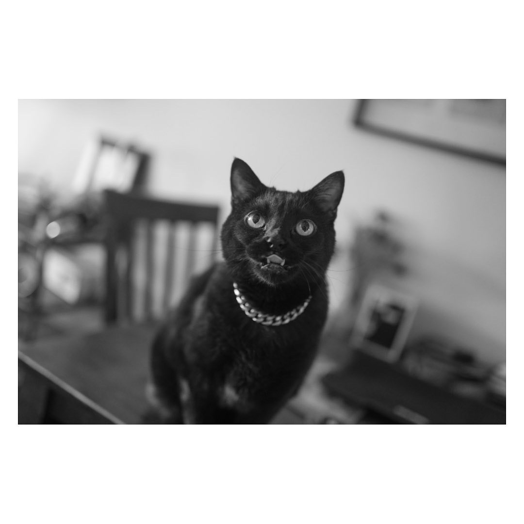Help Midnight Fight for His Life campaign photo, 7 of 8