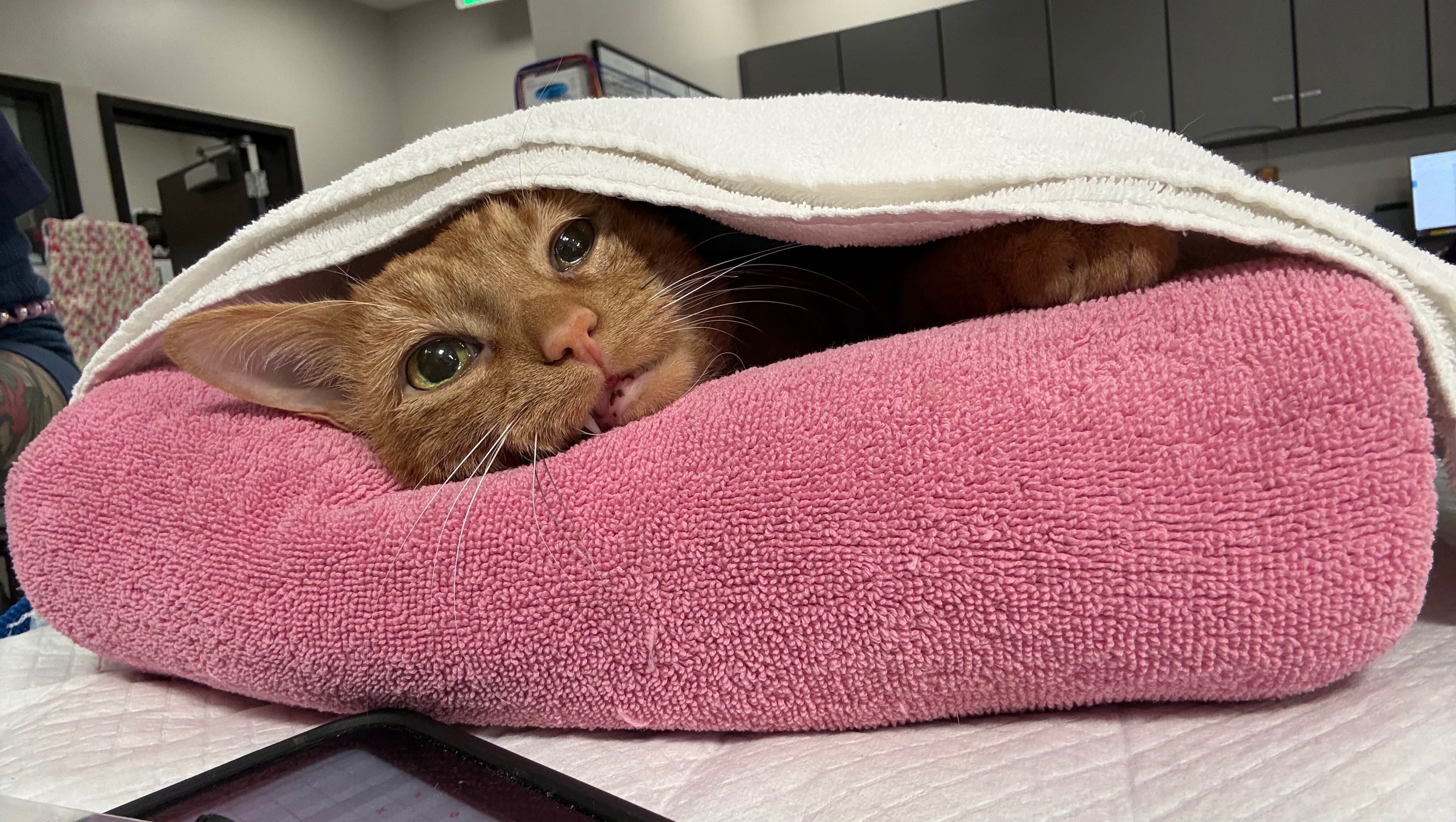 Care for Garfield’s Medical Needs photo