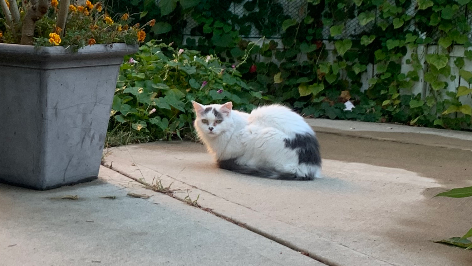 Help Kicio Get the Dental Care He Deserves photo