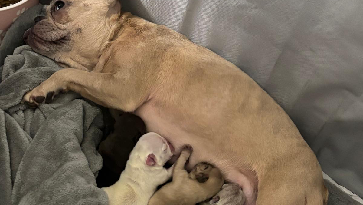 Help my little girl care for her babies photo