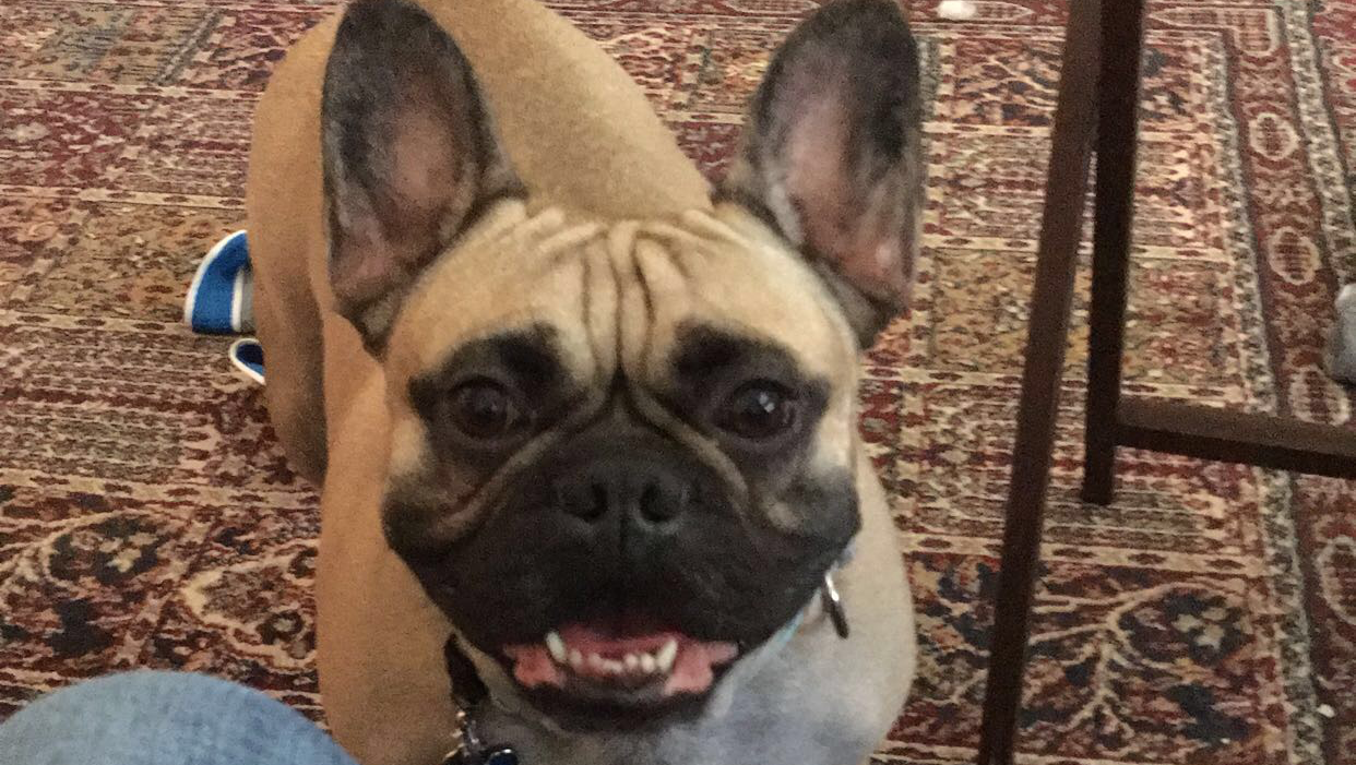 Help Chappie Get Lifesaving Vet Care