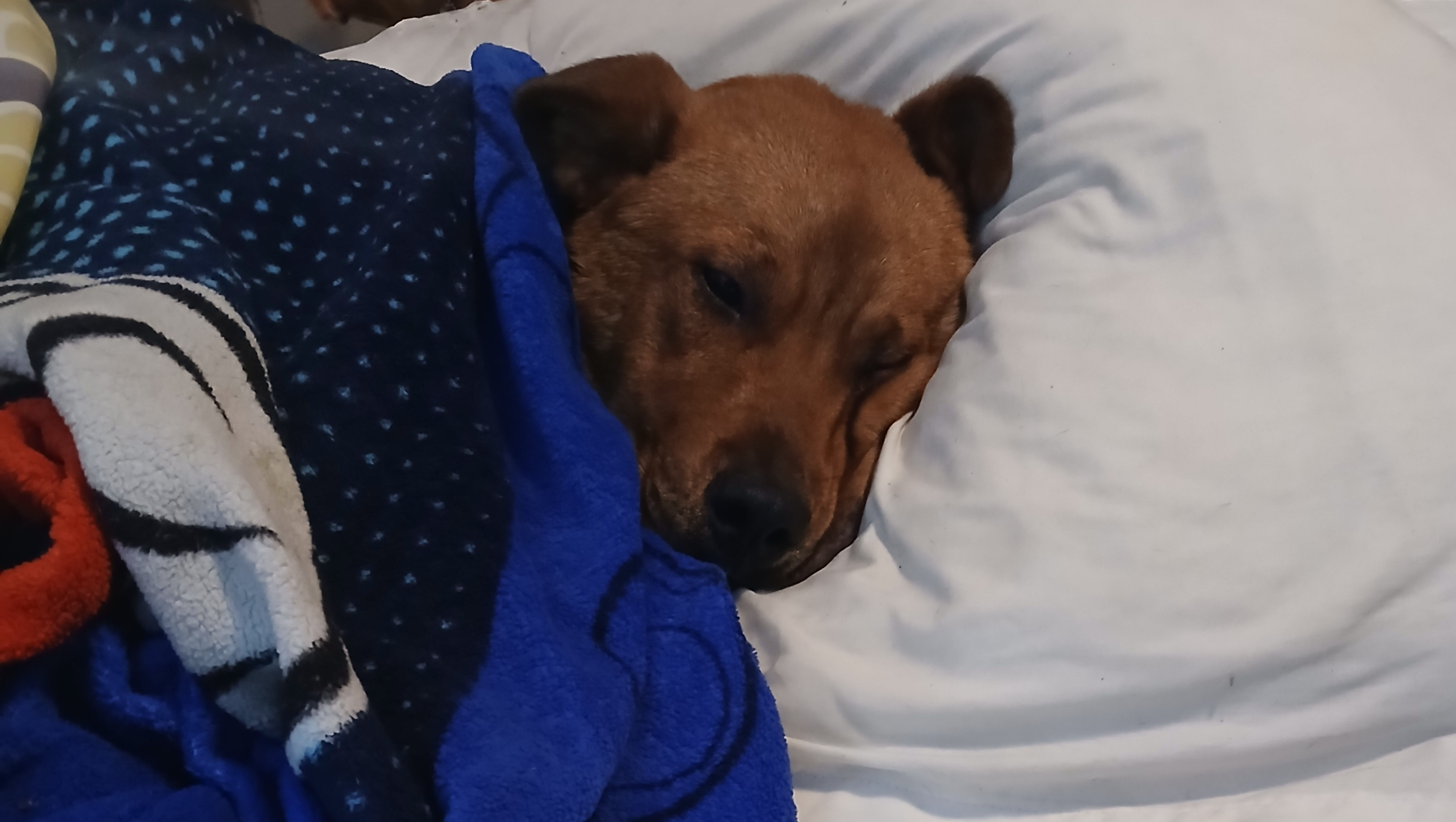 Support Bobo's Recovery and Future Adventures photo