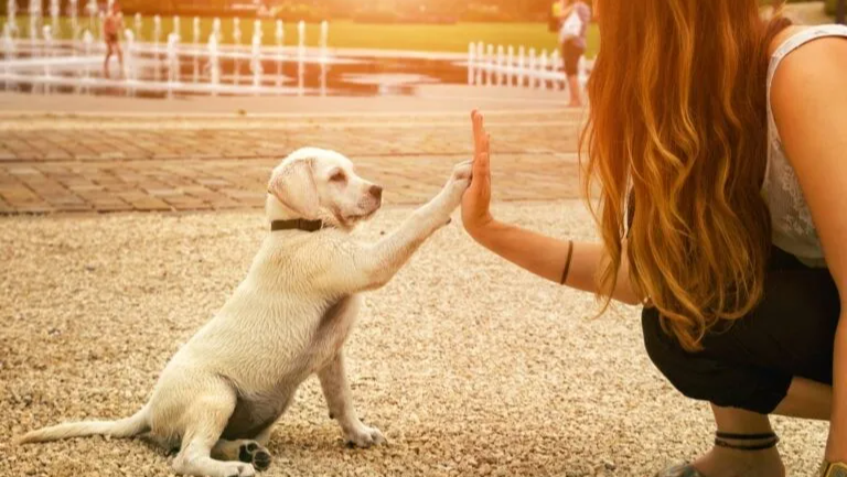 Dona un piccolo pensiero per aiutare questi animali in strad photo