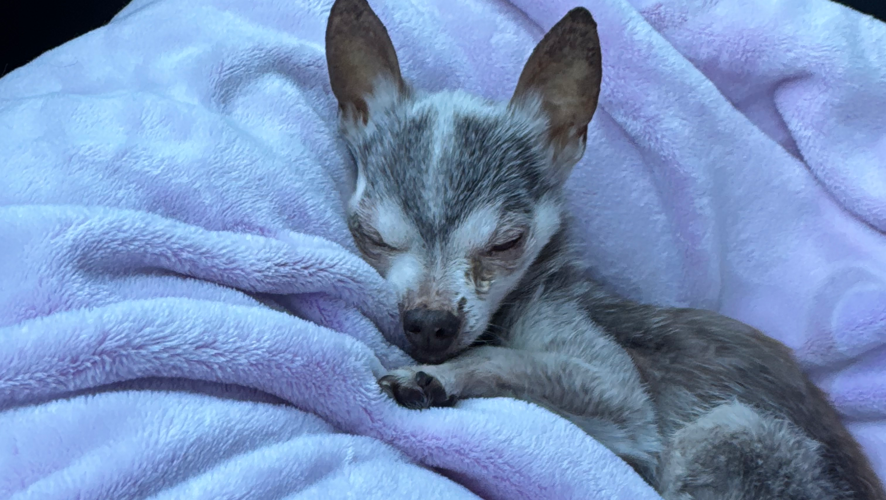 For Wolfie: Surgery & Recovery