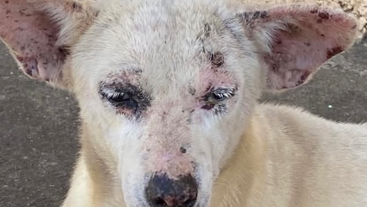 Help stray dogs in Guatemala photo