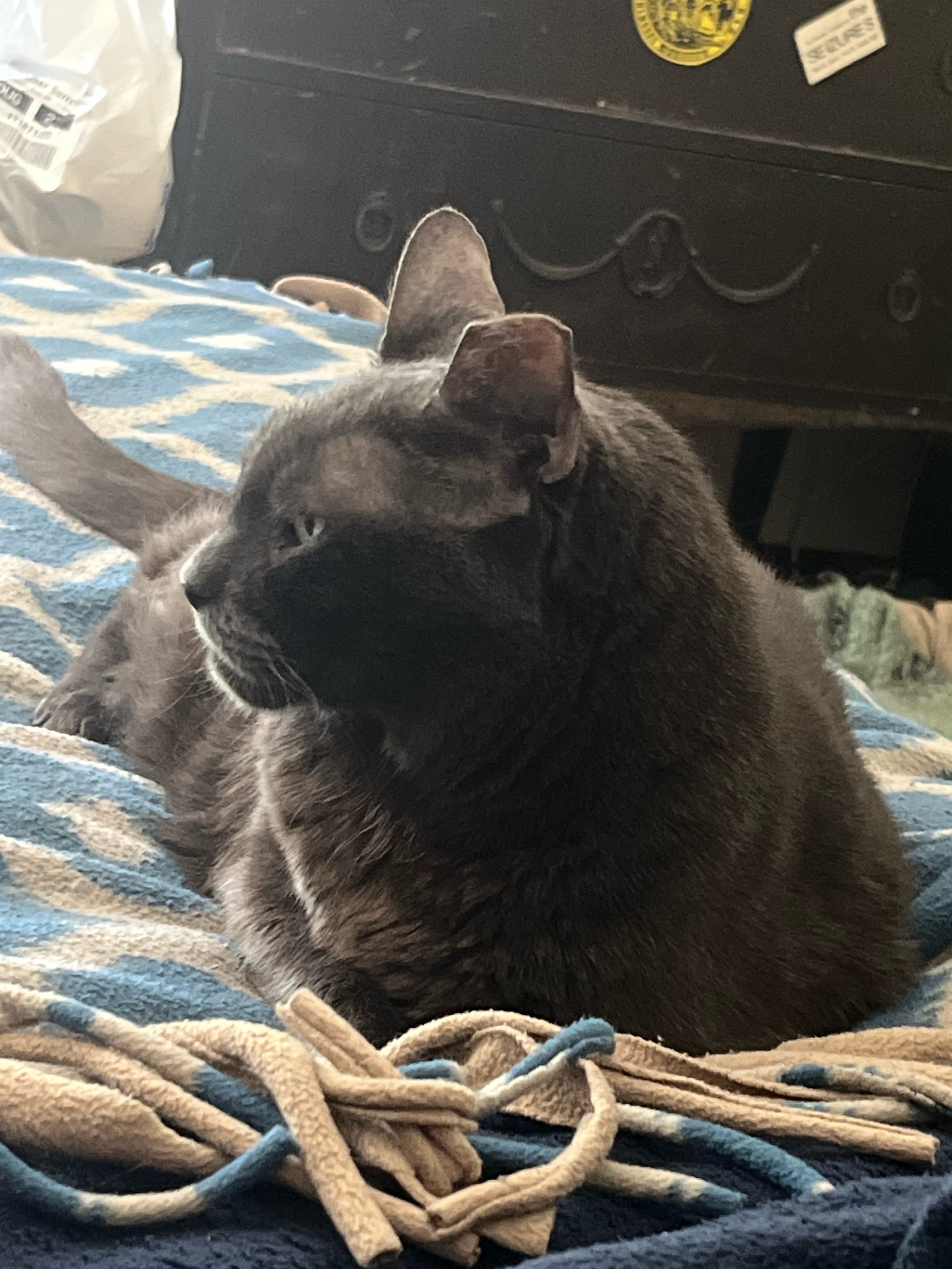 Aid for Rent, Bills, and Our Cat's Care campaign photo, 5 of 8