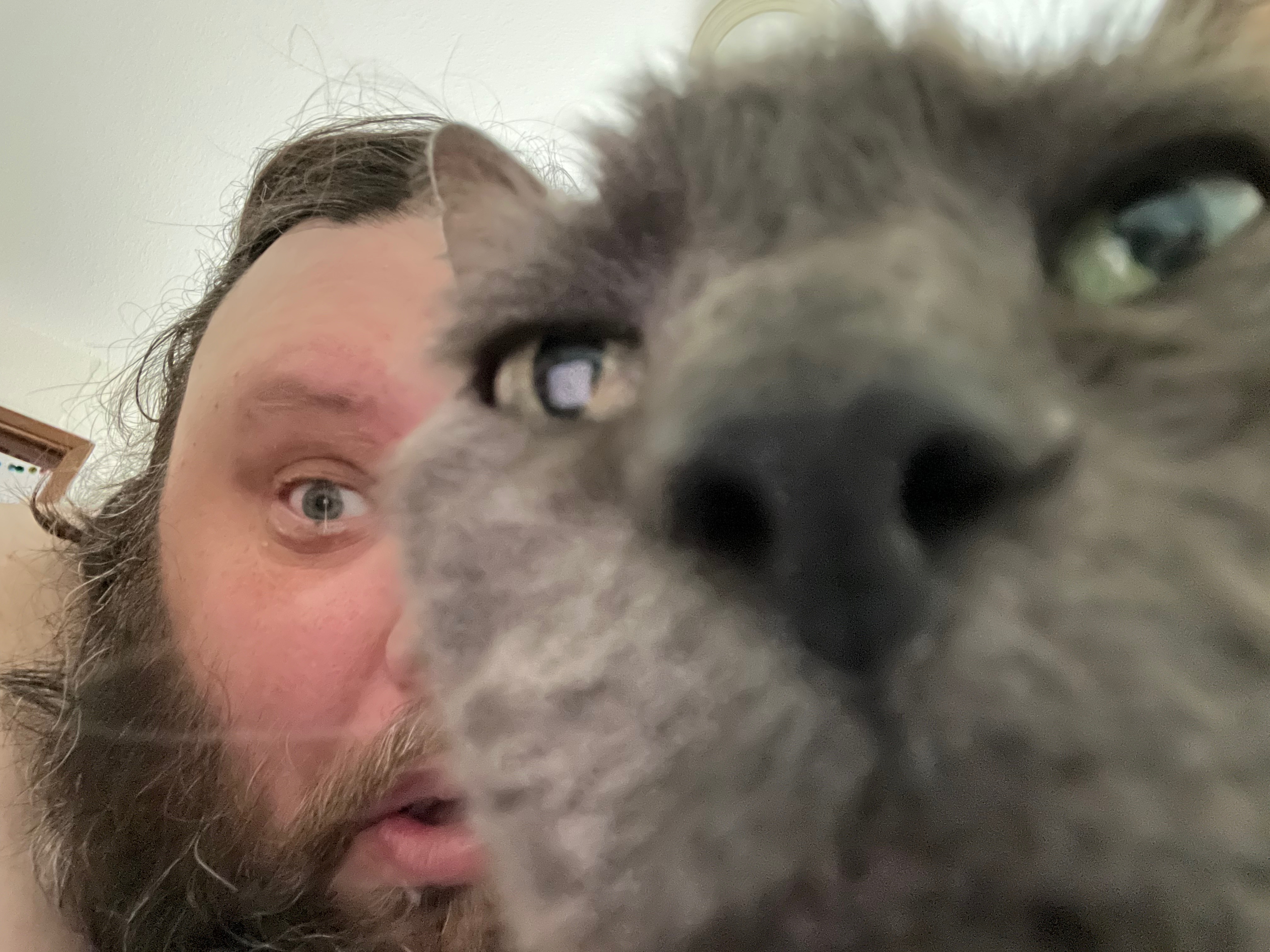 Aid for Rent, Bills, and Our Cat's Care campaign photo, 6 of 8