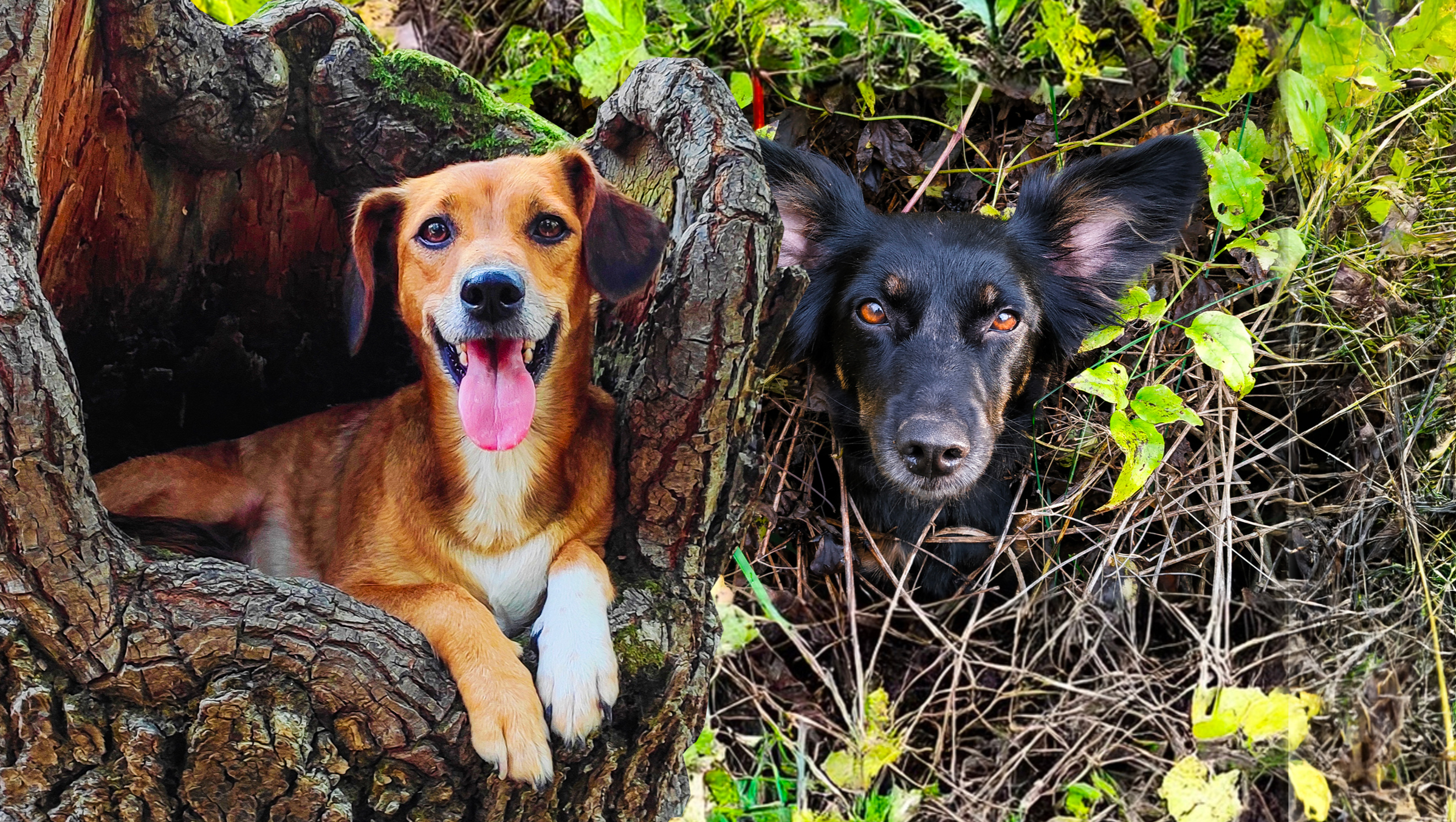 Aiutatemi a salvare la vita alle cagnoline