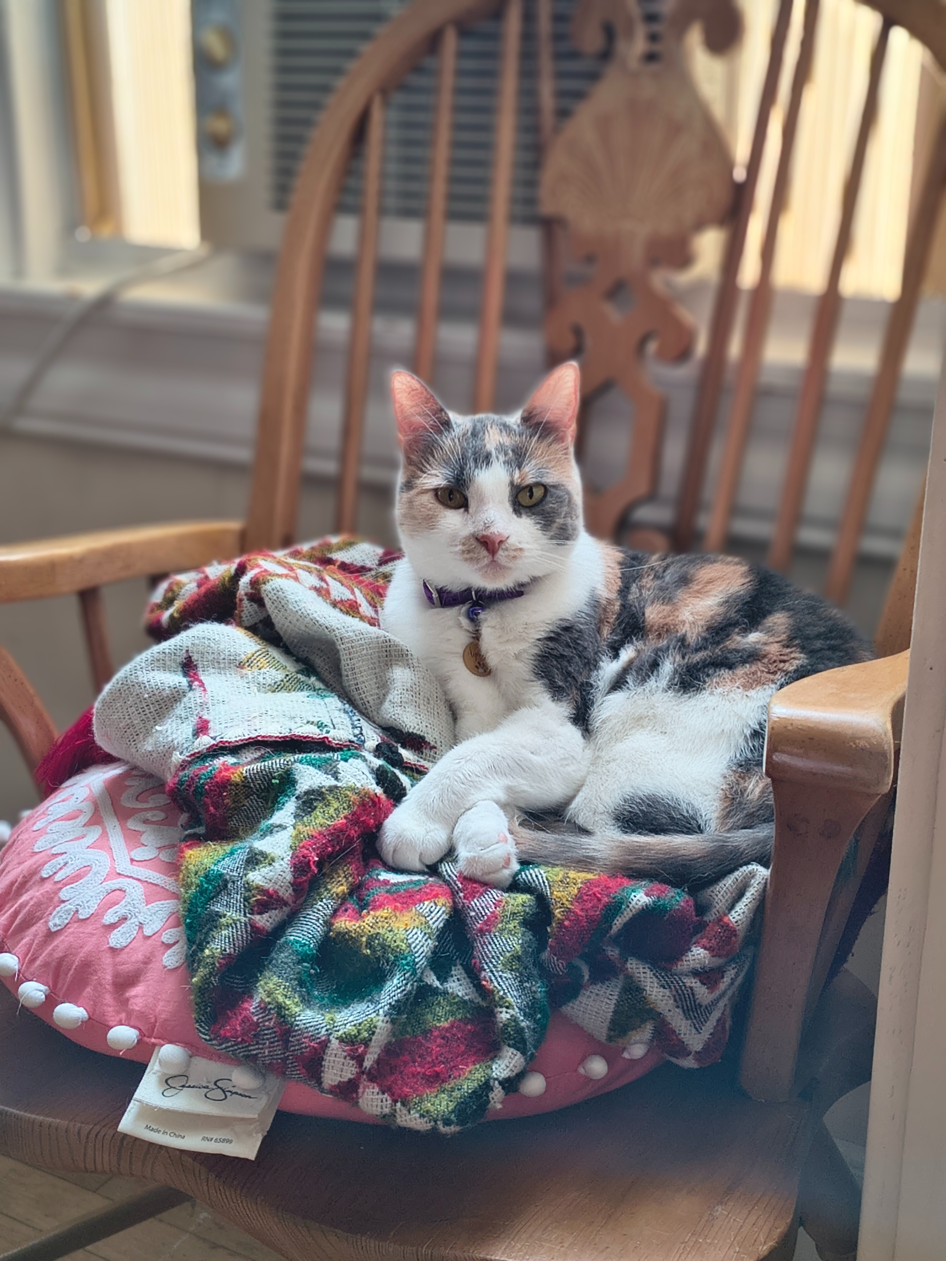 Help me to Bring My Pets Home with me campaign photo, 2 of 8