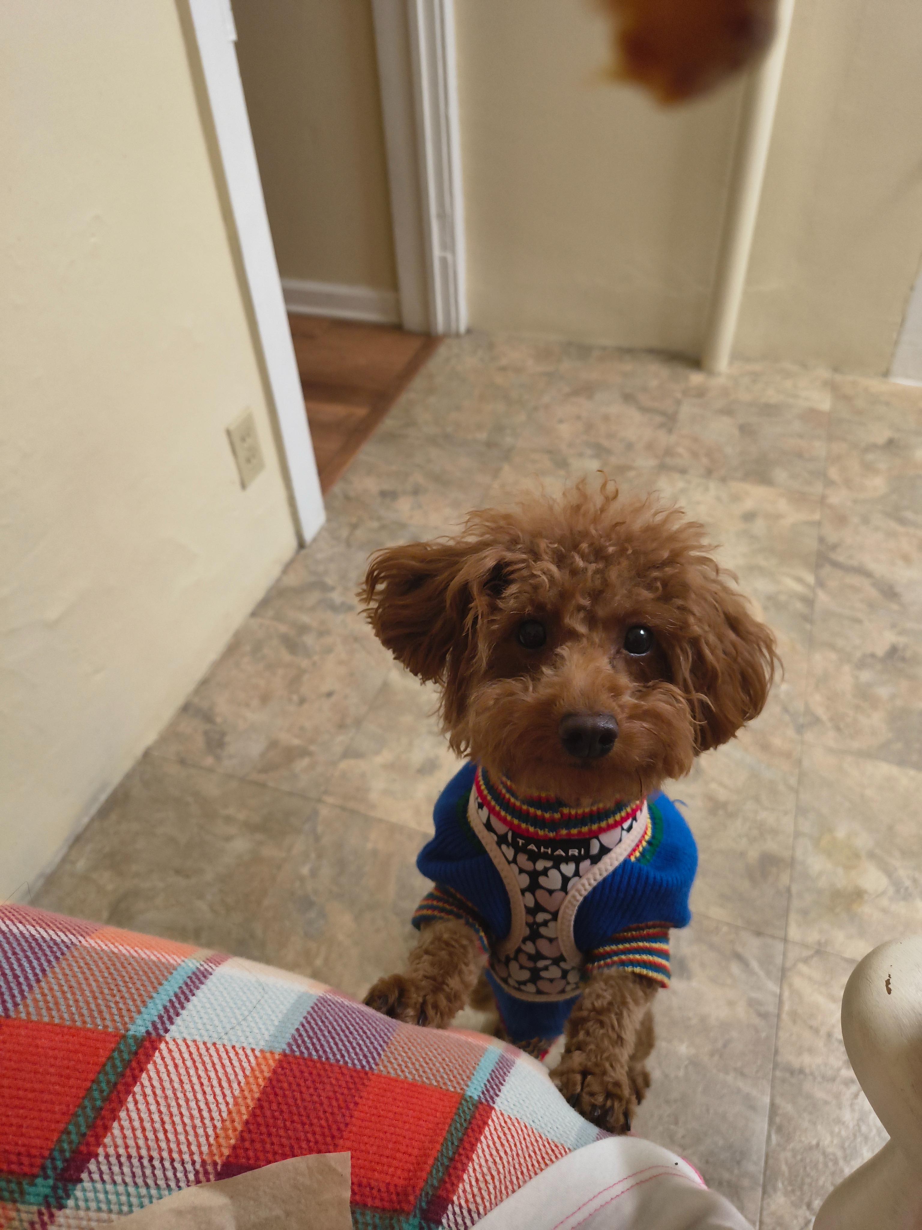 Help me to Bring My Pets Home with me campaign photo, 5 of 8