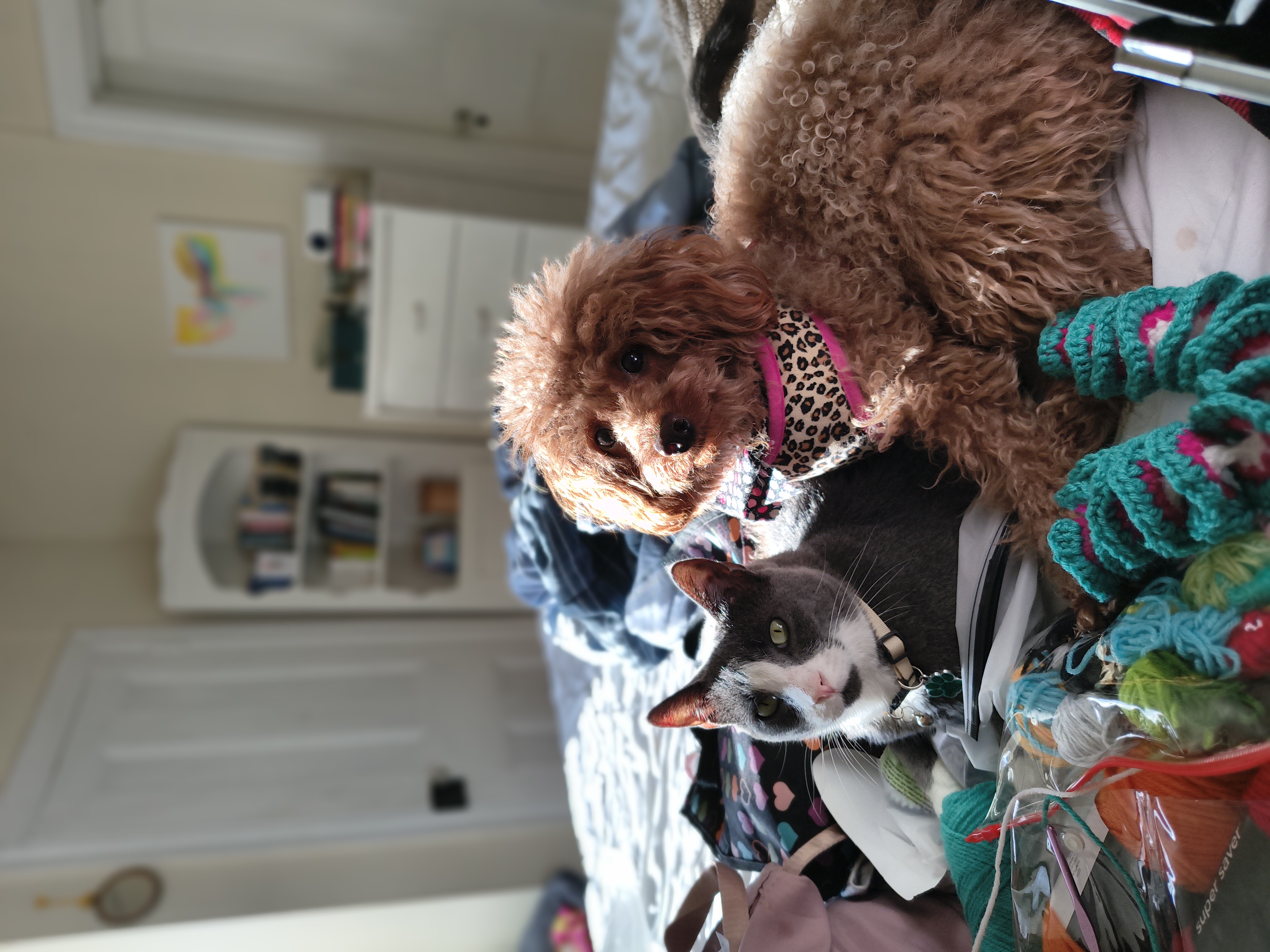 Help me to Bring My Pets Home with me campaign photo, 6 of 8