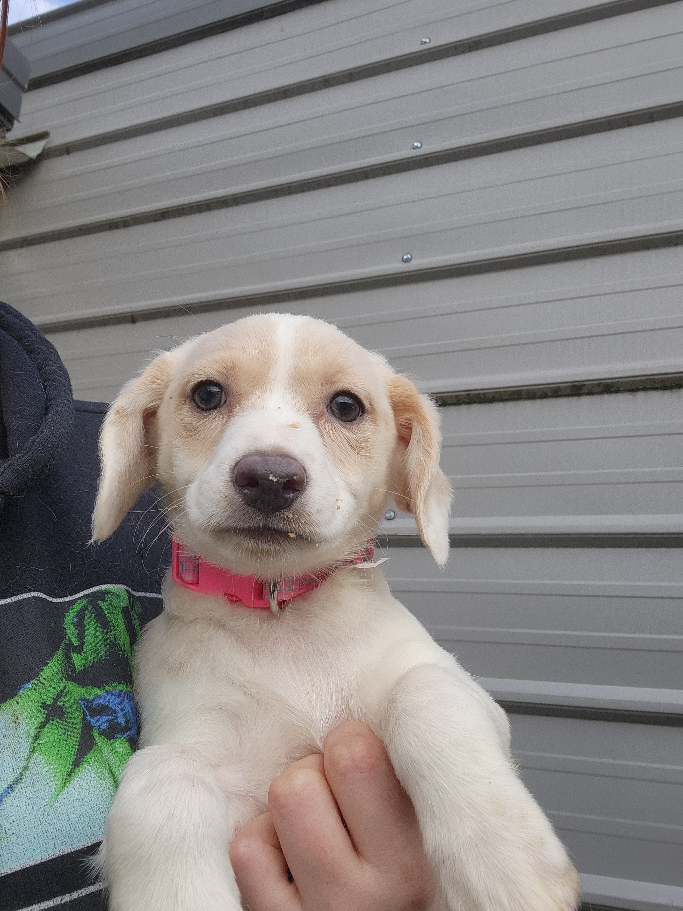 Help Jill Beat Parvo and Join Her New Family campaign photo, 4 of 5