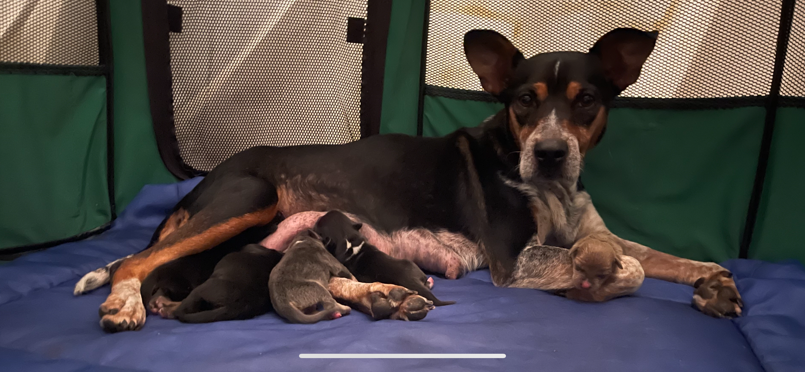 Help Maya Heal and Care for Her Puppies campaign photo, 2 of 8