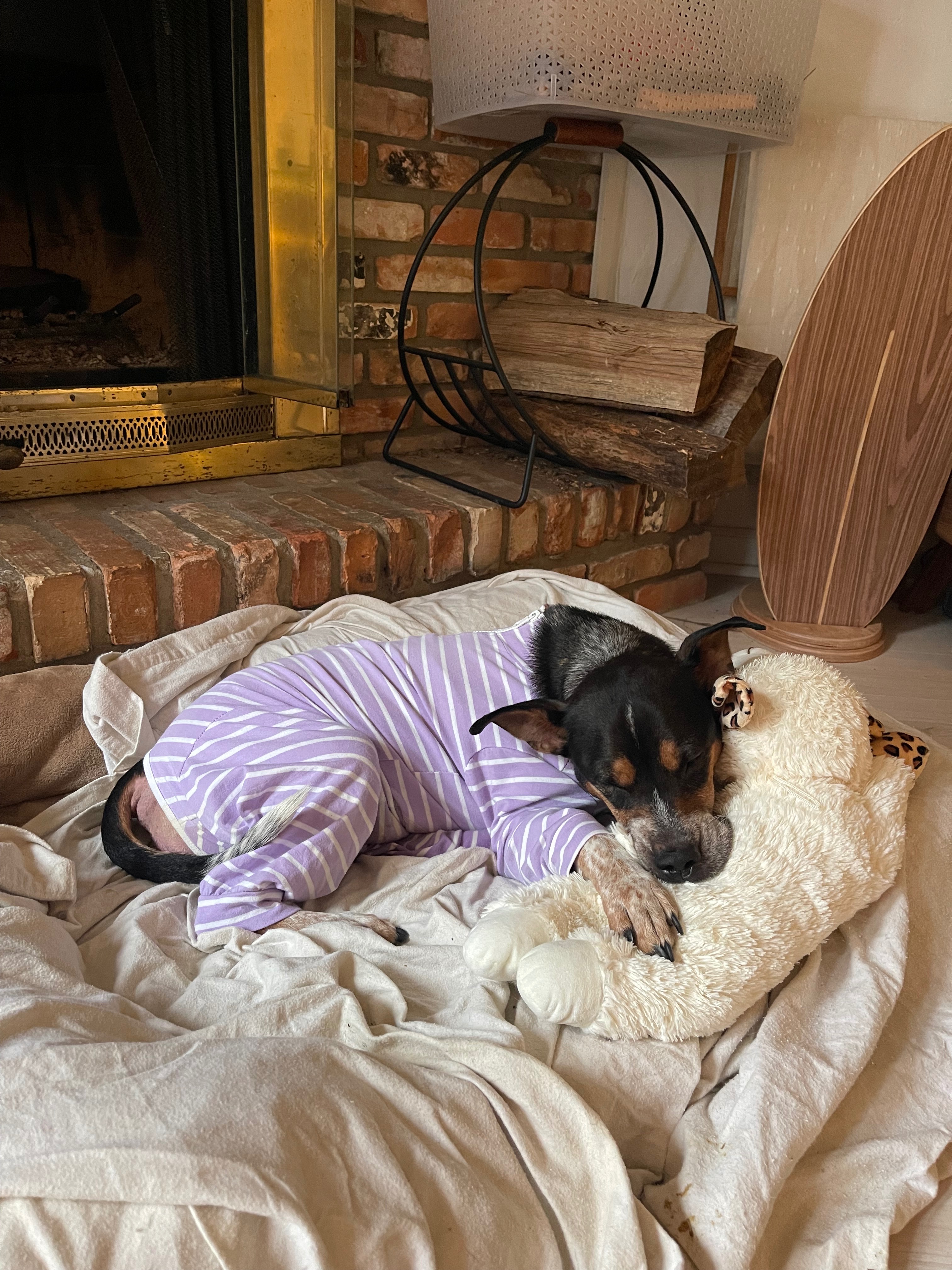Help Maya Heal and Care for Her Puppies campaign photo, 6 of 8