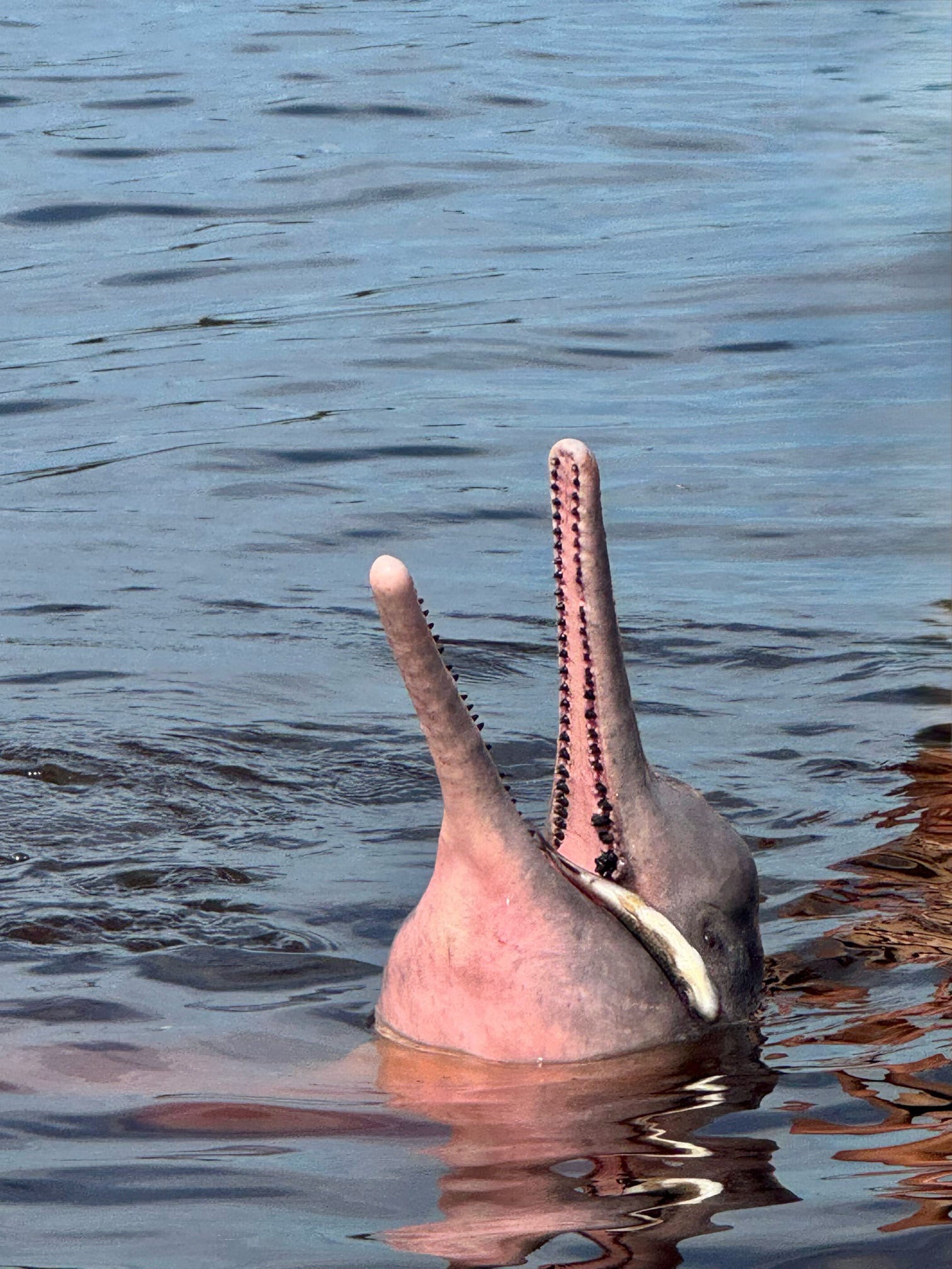 Support Amazon River Dolphin Conservation campaign photo, 5 of 6