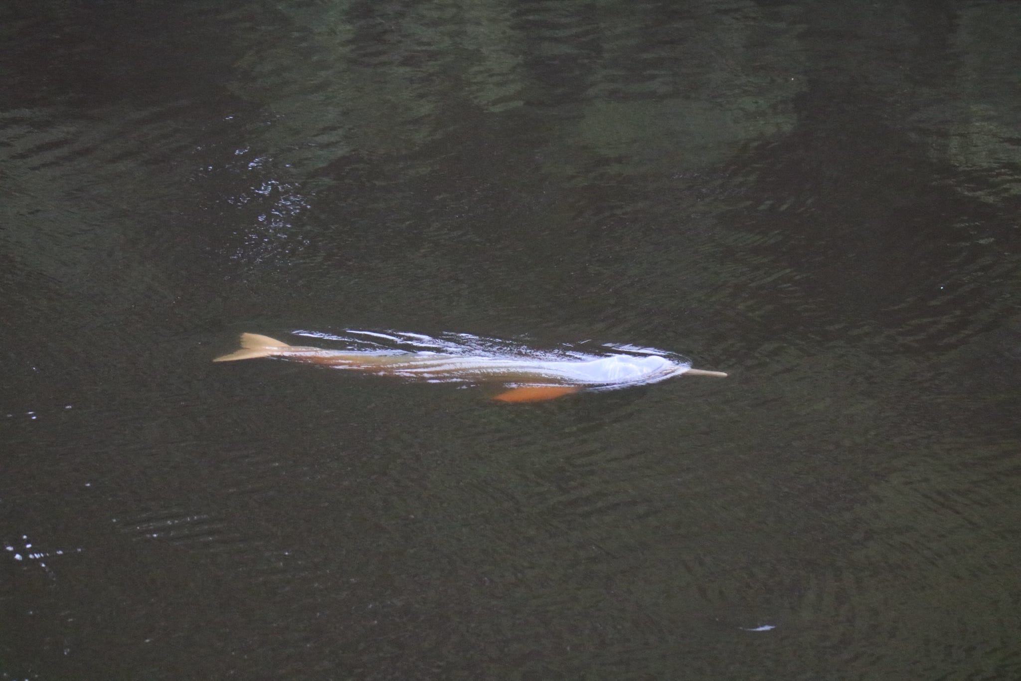 Support Amazon River Dolphin Conservation campaign photo, 2 of 6