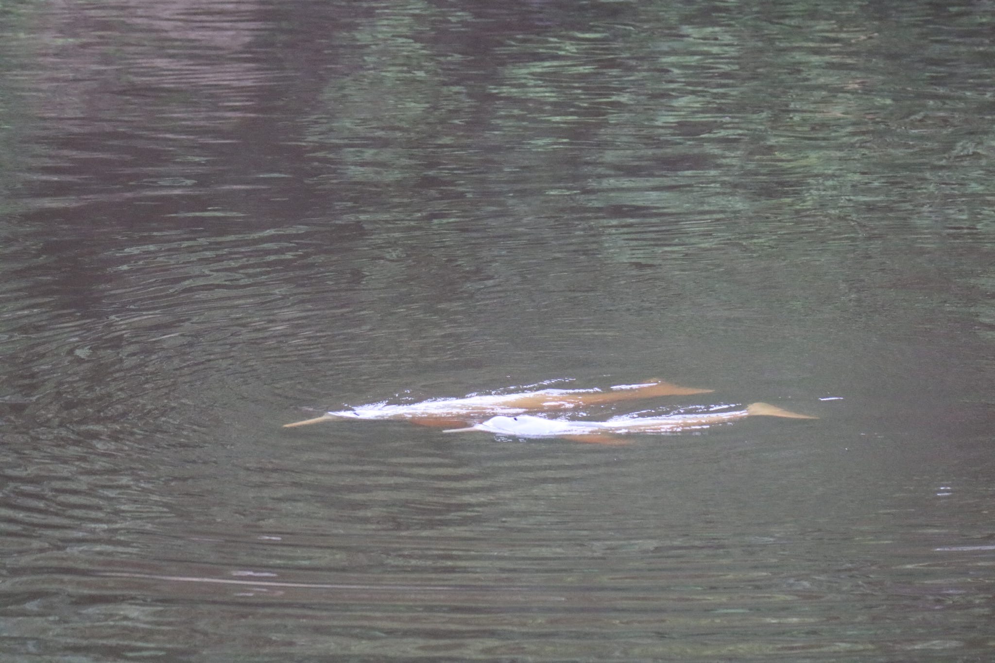 Support Amazon River Dolphin Conservation campaign photo, 4 of 6