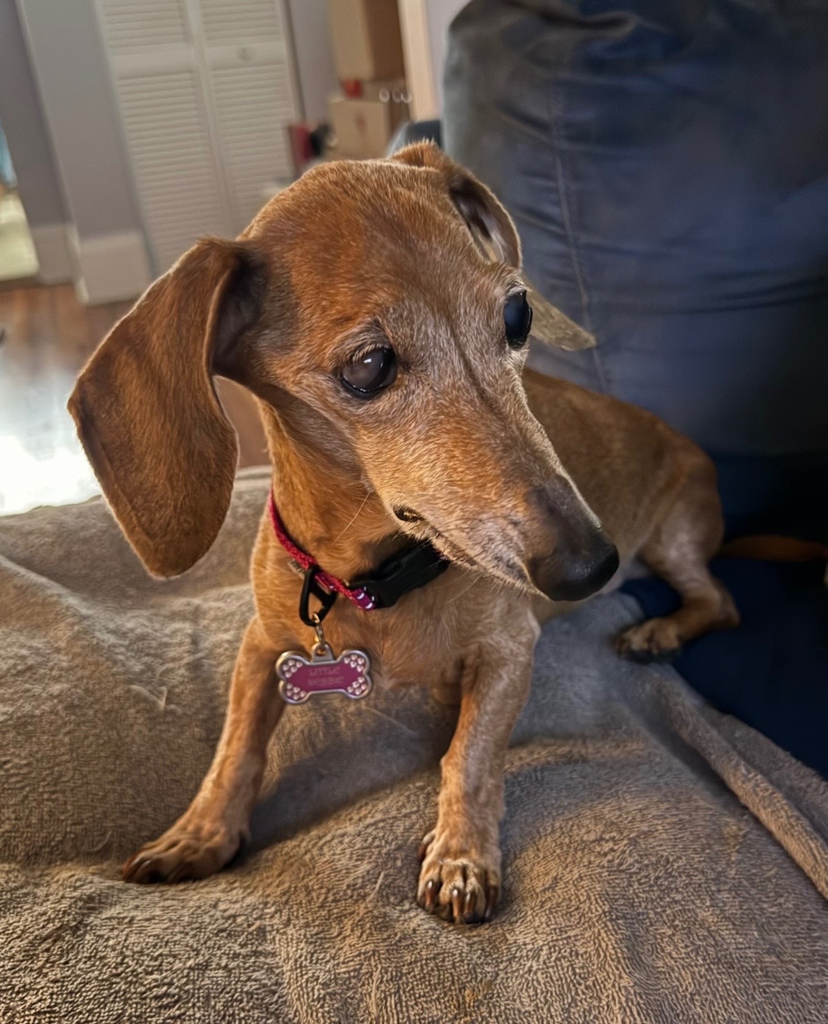Help Sweet Debbie Fight Pneumonia and Heart Issues campaign photo, 4 of 5