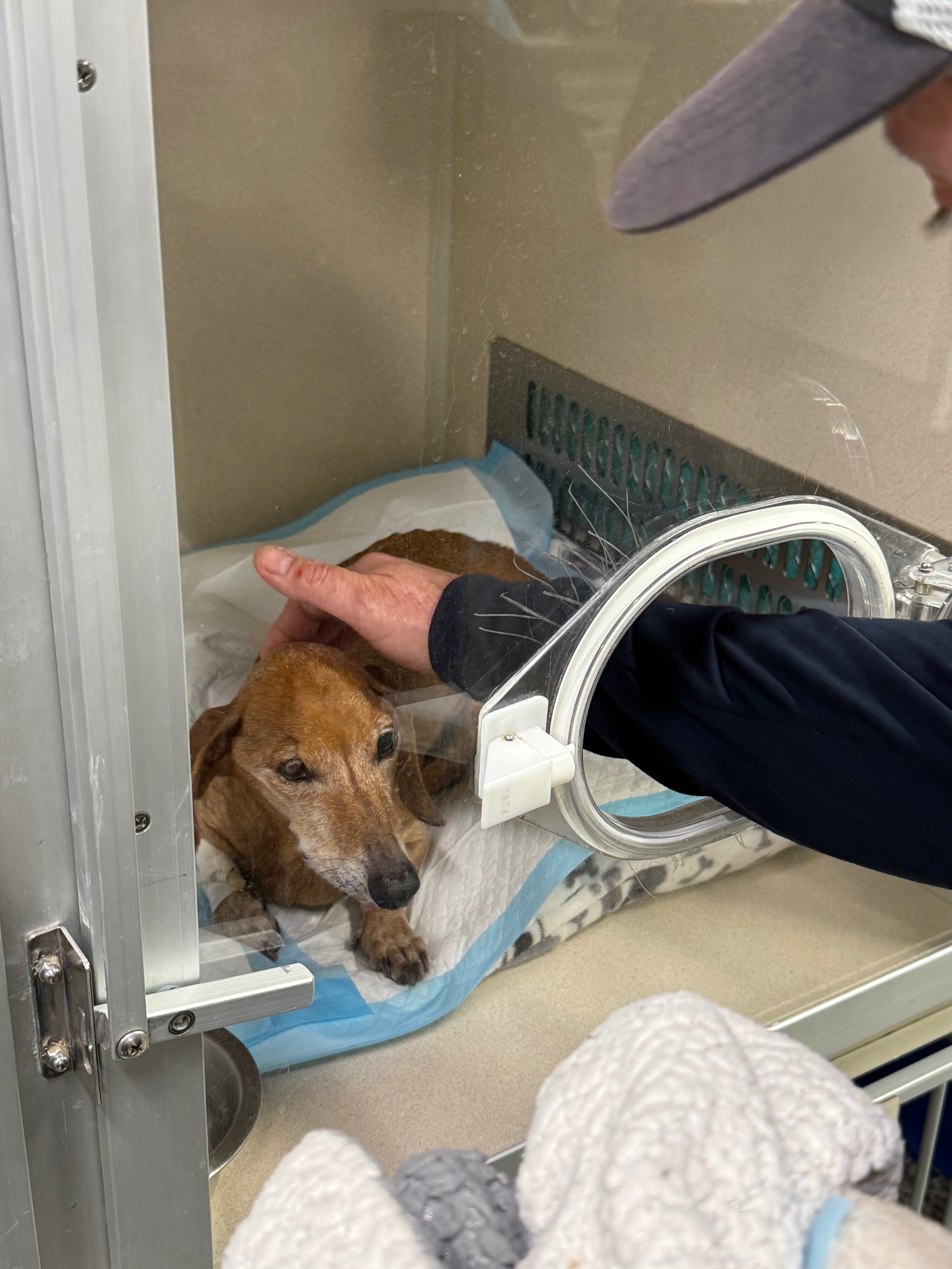 Help Sweet Debbie Fight Pneumonia and Heart Issues campaign photo, 2 of 5