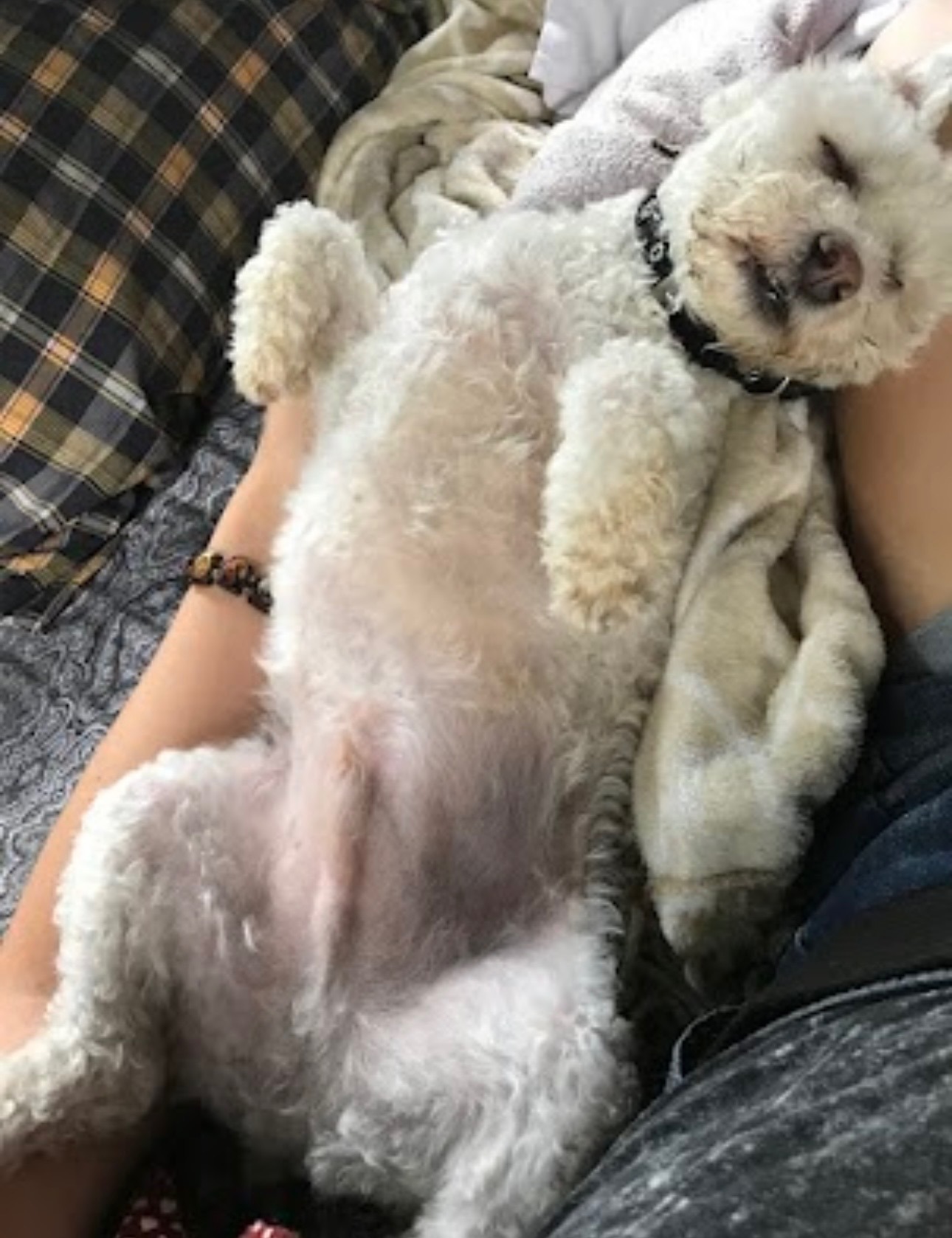 Emergency Help for Teddy, My Diabetic Best Bud campaign photo, 7 of 8