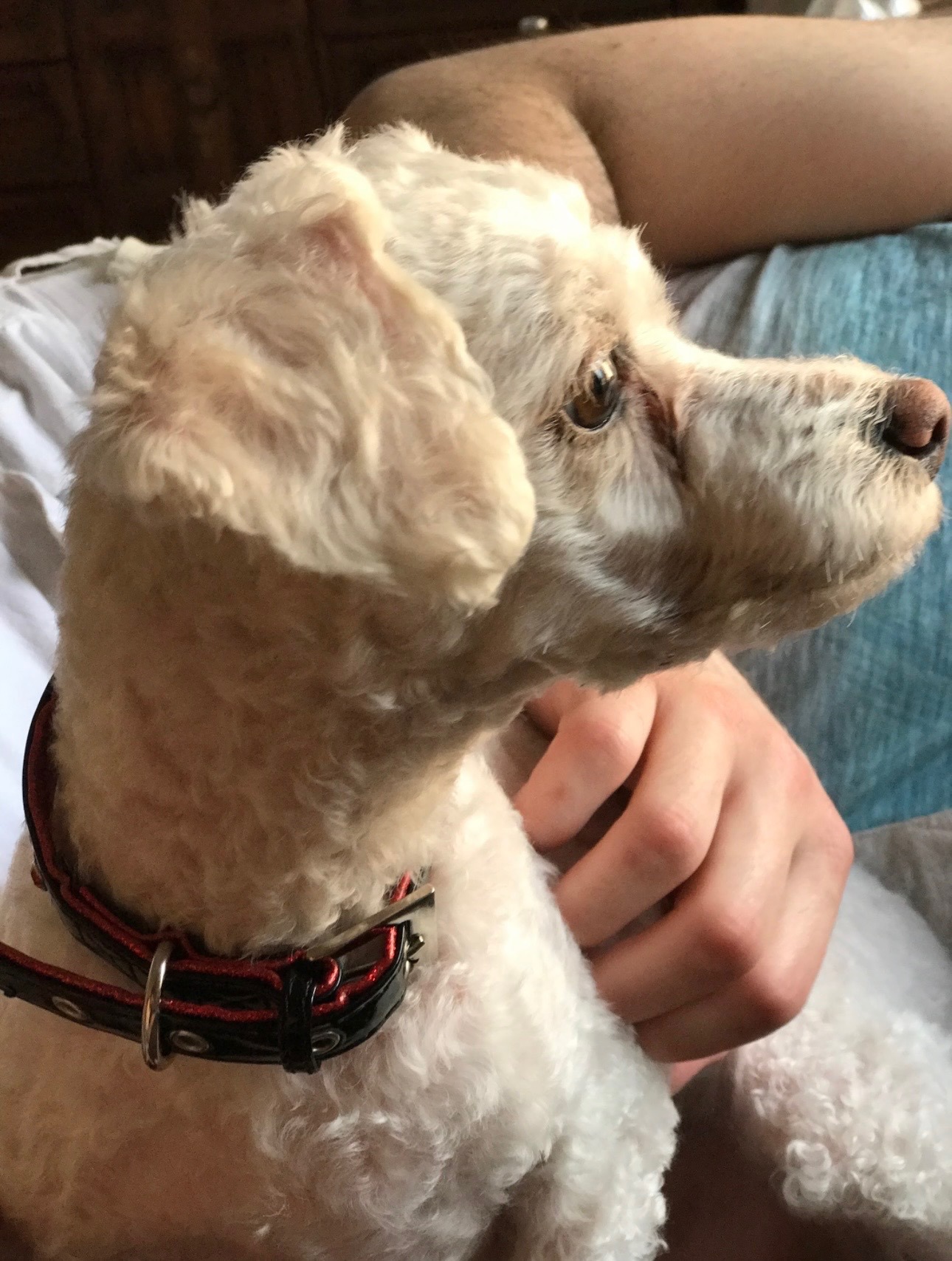 Emergency Help for Teddy, My Diabetic Best Bud campaign photo, 2 of 8