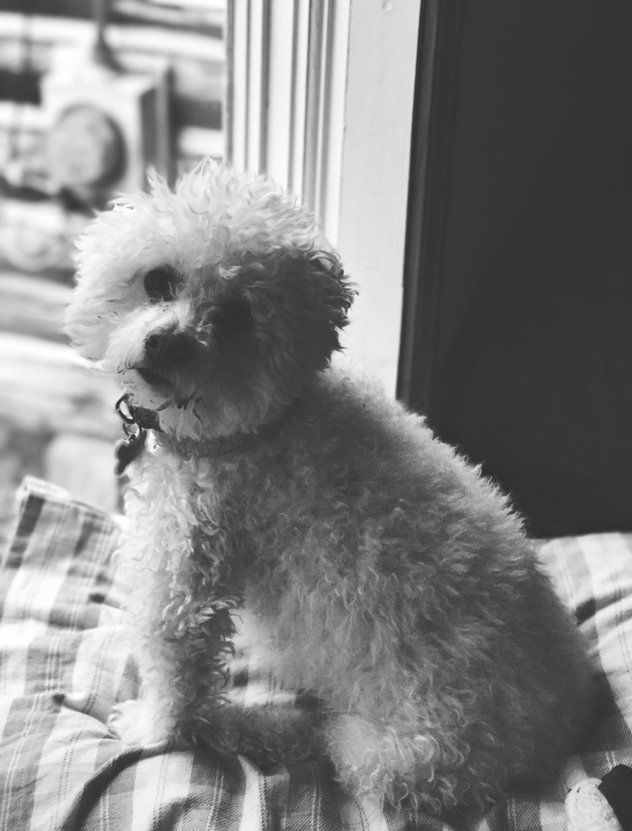 Emergency Help for Teddy, My Diabetic Best Bud campaign photo, 4 of 8