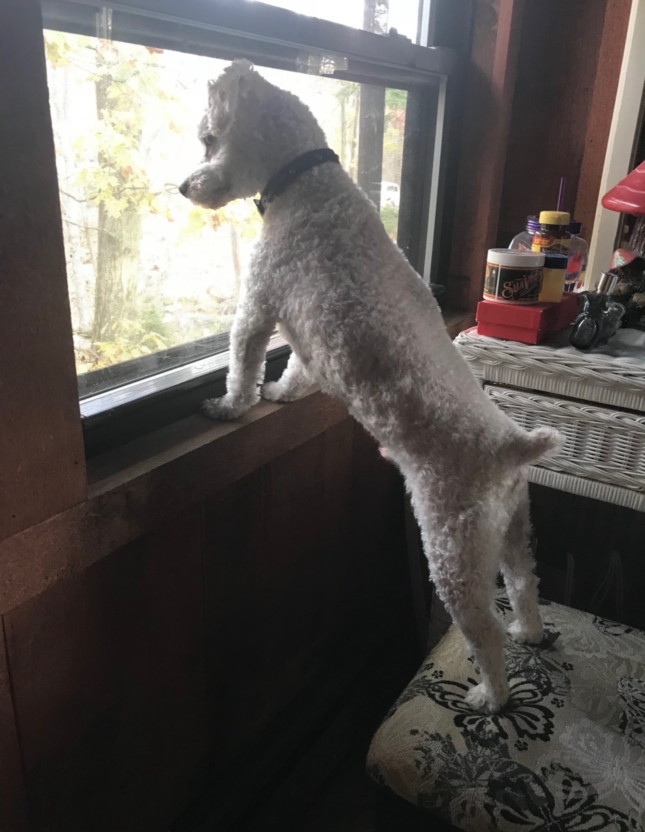Emergency Help for Teddy, My Diabetic Best Bud campaign photo, 5 of 8