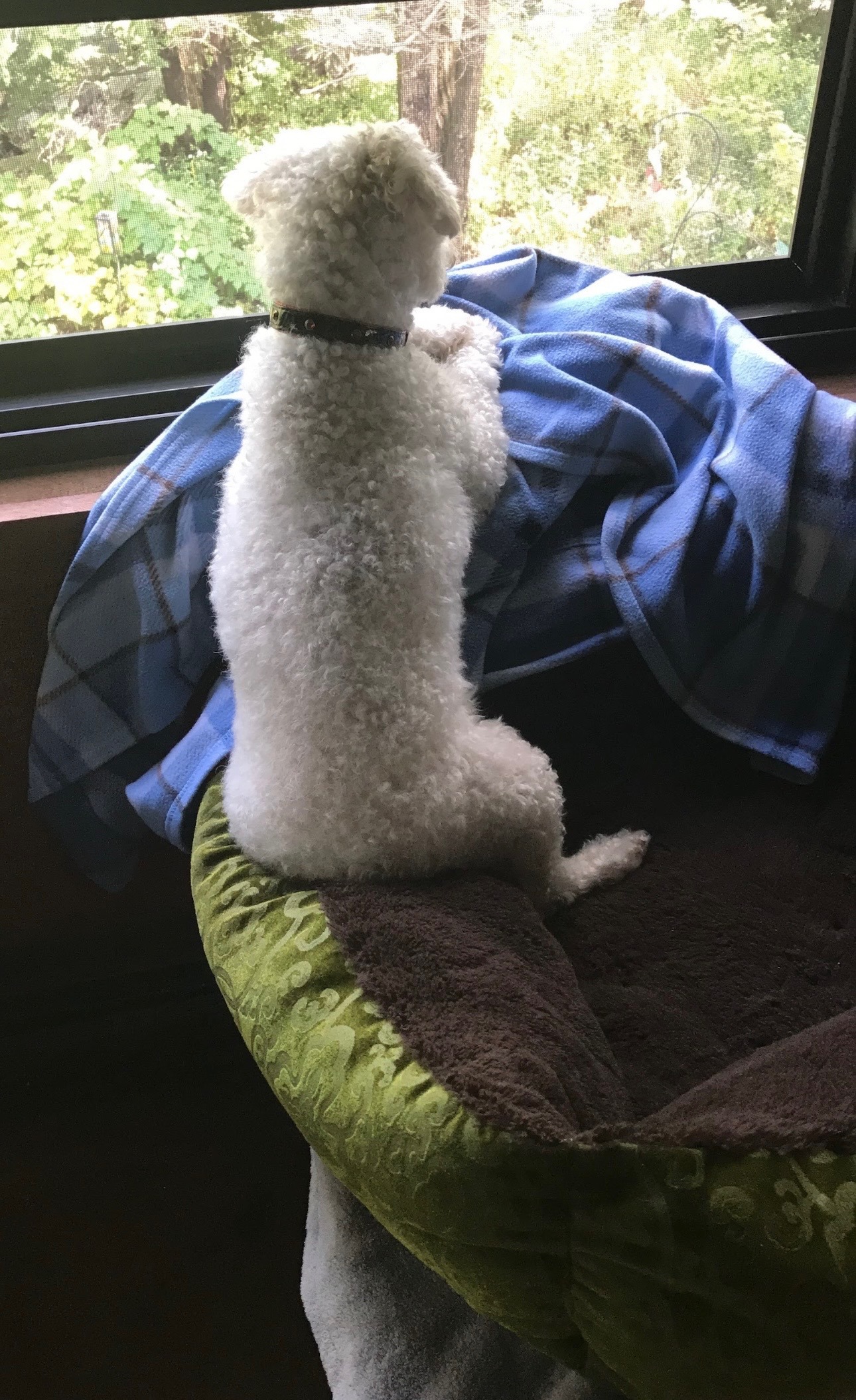 Emergency Help for Teddy, My Diabetic Best Bud campaign photo, 6 of 8
