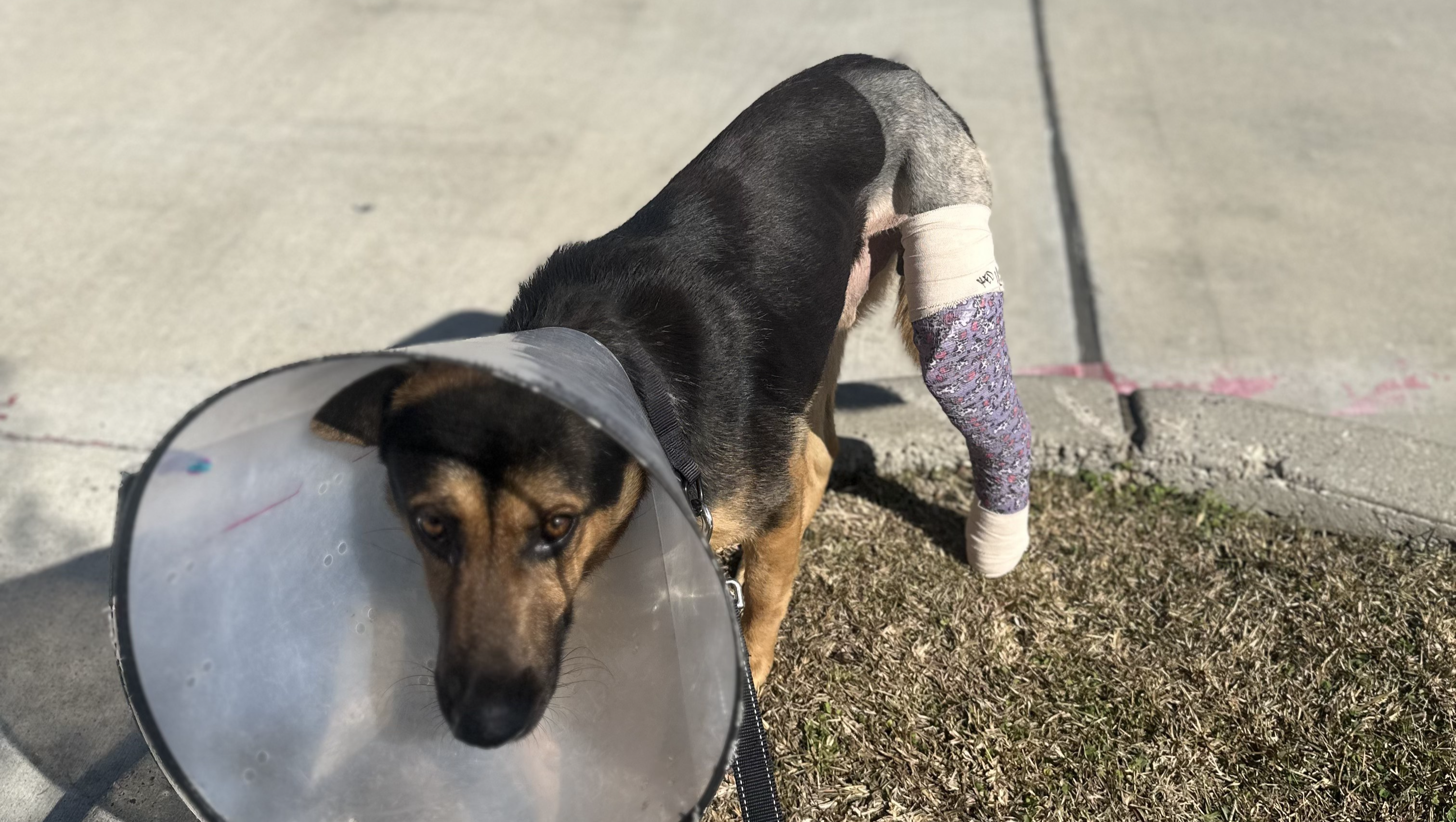 Help Rocky Get Back to Chasing Chickens! photo