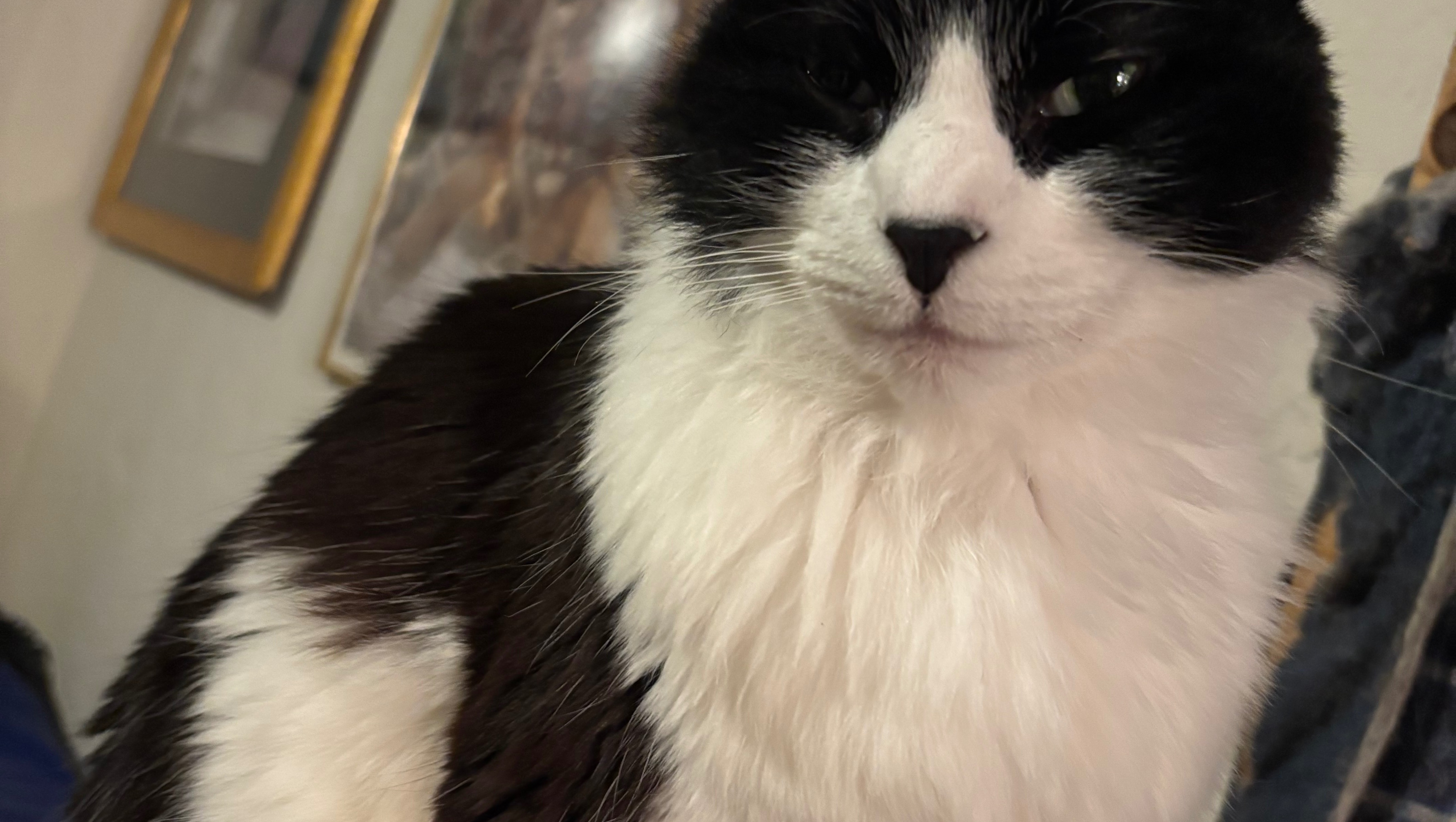 Help My Kittens and Cat Fight Feline Parvo photo