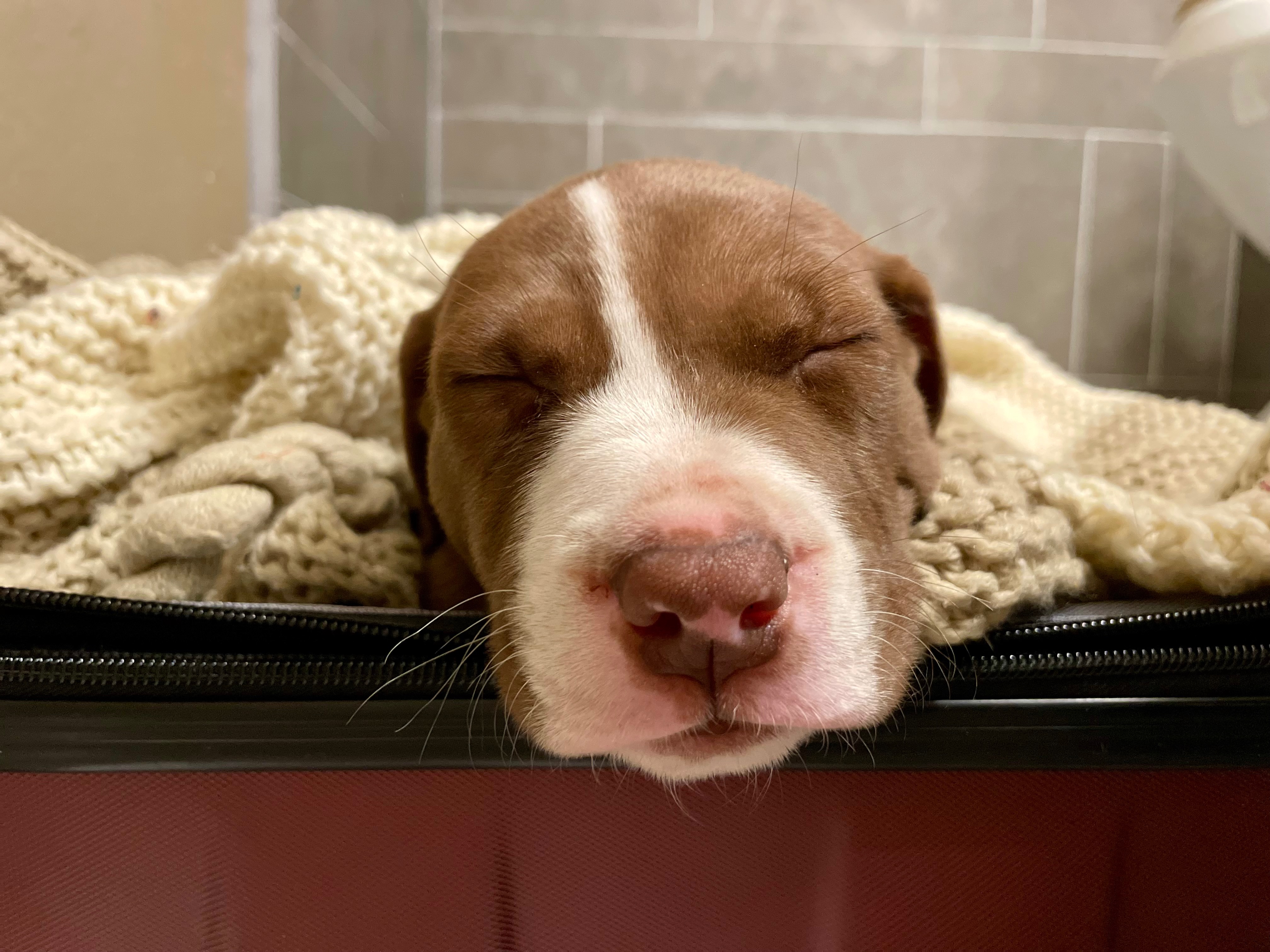 Support Homeless Puppy’s Journey to Health campaign photo, 2 of 7